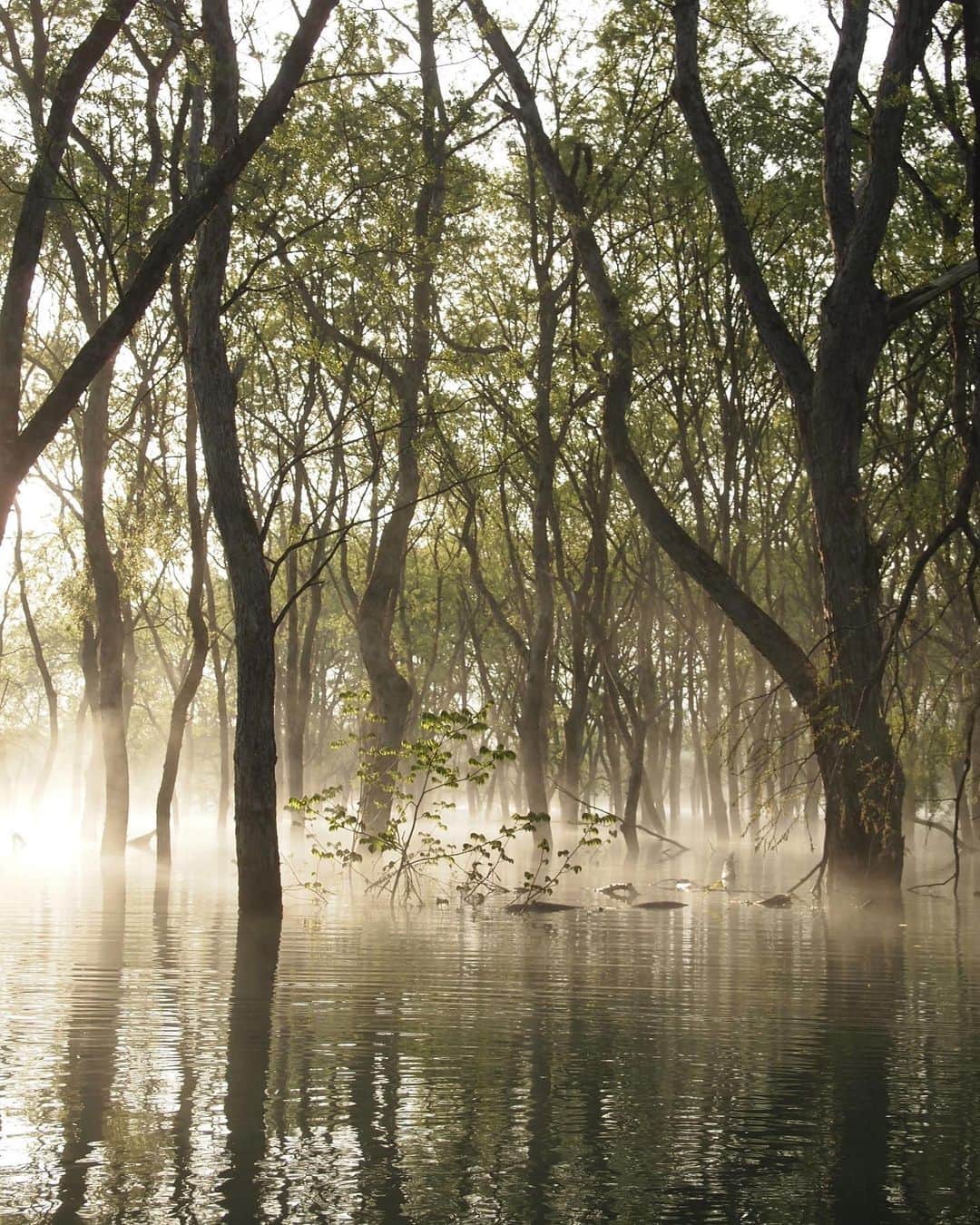 田沢美亜のインスタグラム：「白川湖の水没林  早朝の木々に朝霧がかかる幻想的な景色でした。  春先の一ヶ月限定の風景😌  #白川ダム水没林  #日本絶景スポット #山形 #豊飯町」