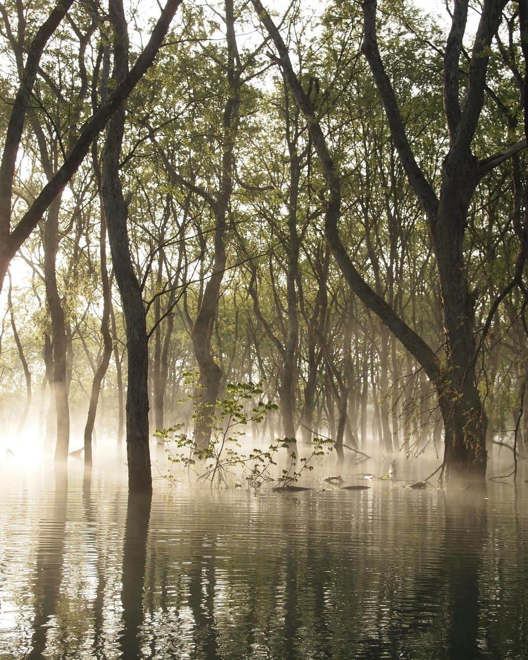 のインスタグラム：「白川湖の水没林  早朝の木々に朝霧がかかる幻想的な景色でした。  春先の一ヶ月限定の風景😌  #白川ダム水没林  #日本絶景スポット #山形 #豊飯町」