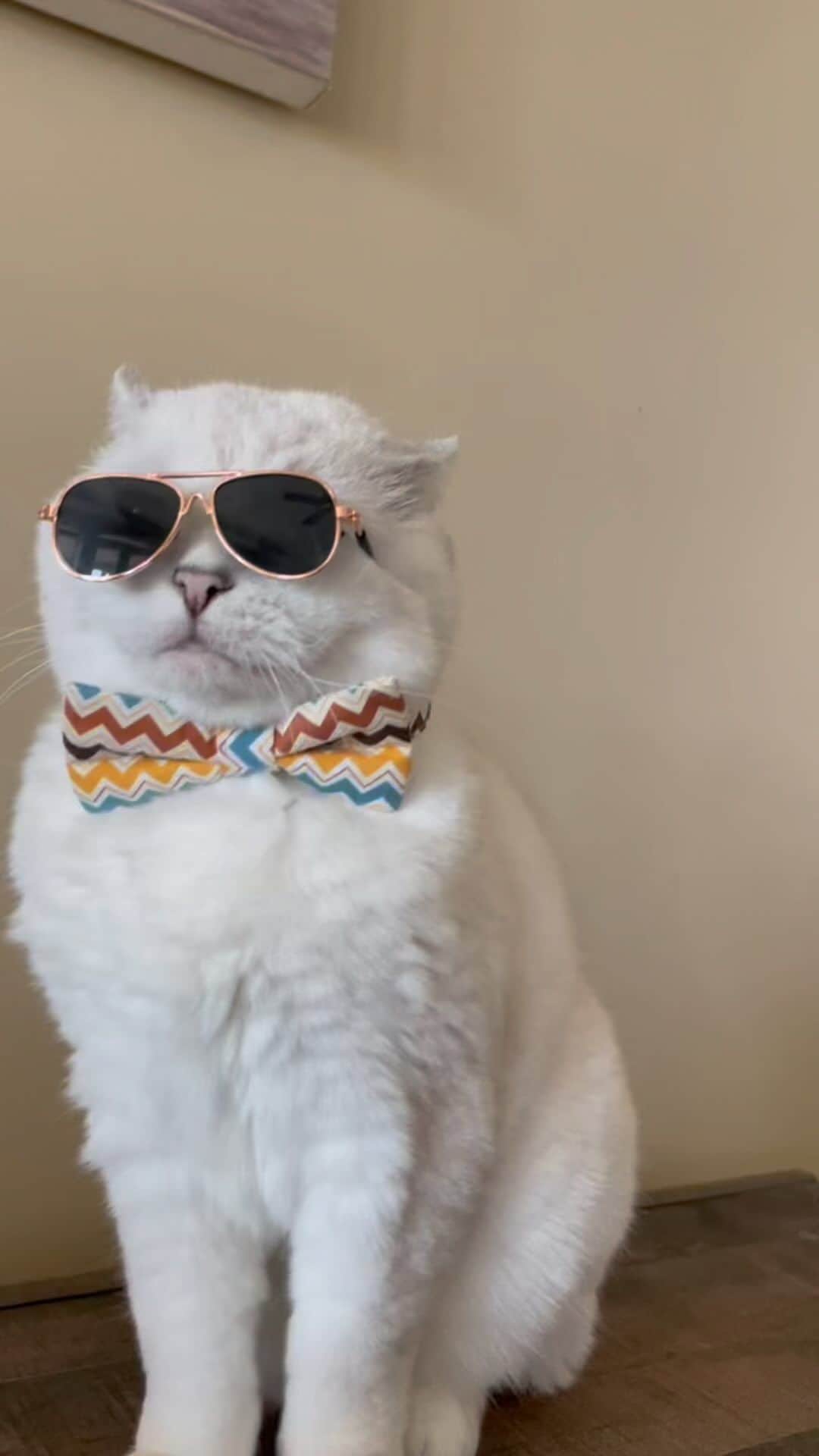 ミスター・ホワイトのインスタグラム：「How do I look? 😎   #meow #cute #cat #catsofinstagram」