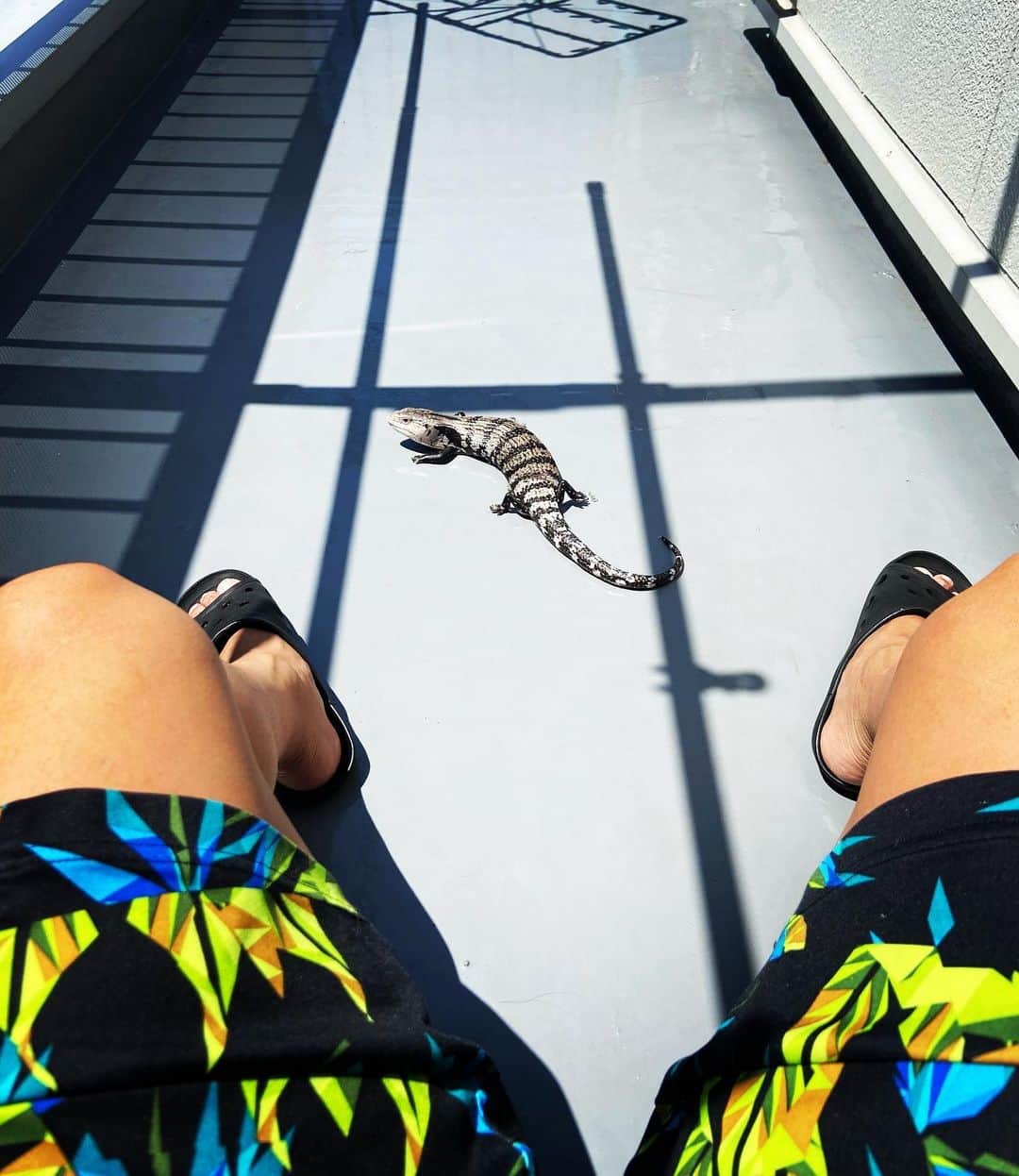 進祐哉のインスタグラム：「天気いいので朝からだいごろうと日光浴🌞」