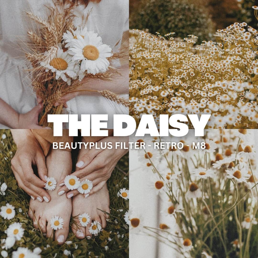 BeautyPlusのインスタグラム：「Capture the magic of daisies with this gorgeous preset for your photos! Link in the bio 👆」