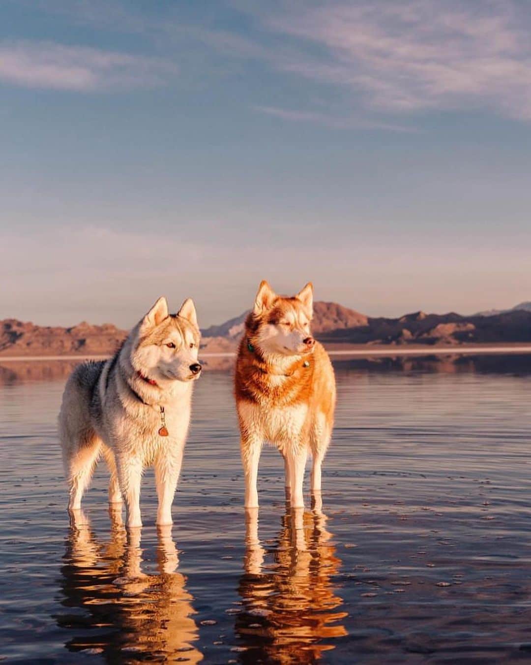 Bolt and Keelさんのインスタグラム写真 - (Bolt and KeelInstagram)「Meet Kyra and Mika! 🏜️ There’s nothing better than having your best friend by your side on all of your adventures!! 🐾  @adventrapets ➡️ @adventuresibes  —————————————————— Follow @adventrapets to meet cute, brave and inspiring adventure pets from all over the world! 🌲🐶🐱🌲  • TAG US IN YOUR POSTS to get your little adventurer featured! #adventrapets ——————————————————」5月17日 1時10分 - adventrapets
