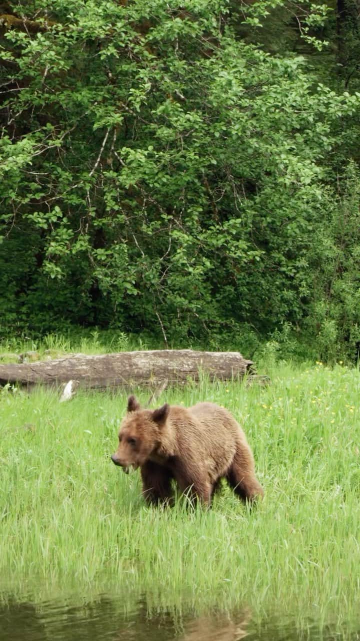 Explore Canadaのインスタグラム：「For the Haíɫzaqv (Heiltsuk) Nation, bears uphold the laws of their ancestors, helping preserve language, traditions, and values. In the ecosystem, bears help feed the birds, nourish the soil, and sustain the growth of the forest.」