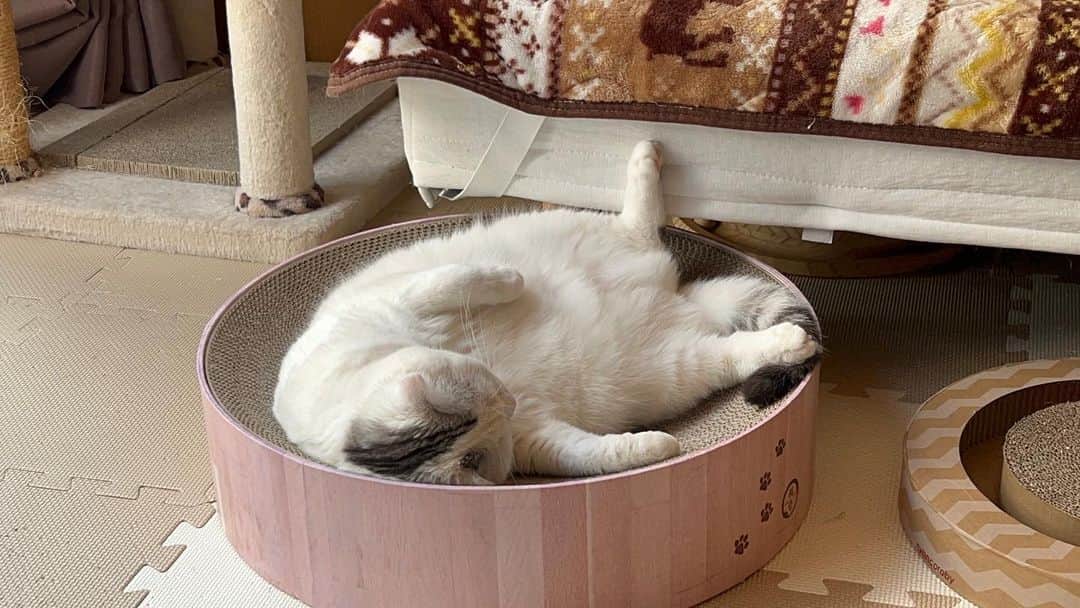 KAORUさんのインスタグラム写真 - (KAORUInstagram)「部屋に戻ってきてこんなの笑うって😂 いつもありがとね🥰  #諭吉と幸来 #ゆきさく #寝相  #猫のいる暮らし」5月16日 17時21分 - yukisaku_88