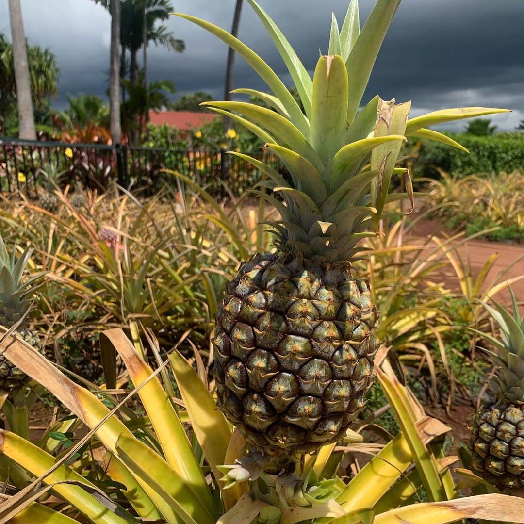 飯島寛子さんのインスタグラム写真 - (飯島寛子Instagram)「I love pineapple. 食物繊維も豊富だし美容にもGood。  #pineapple #dole  ハワイライフ」5月16日 17時31分 - hirokoiijima