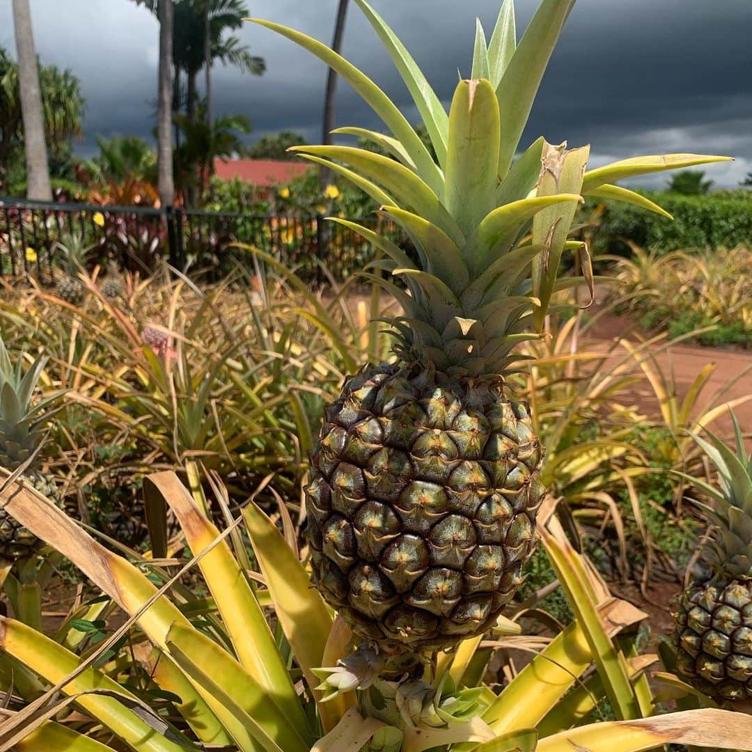 飯島寛子のインスタグラム：「I love pineapple. 食物繊維も豊富だし美容にもGood。  #pineapple #dole  ハワイライフ」