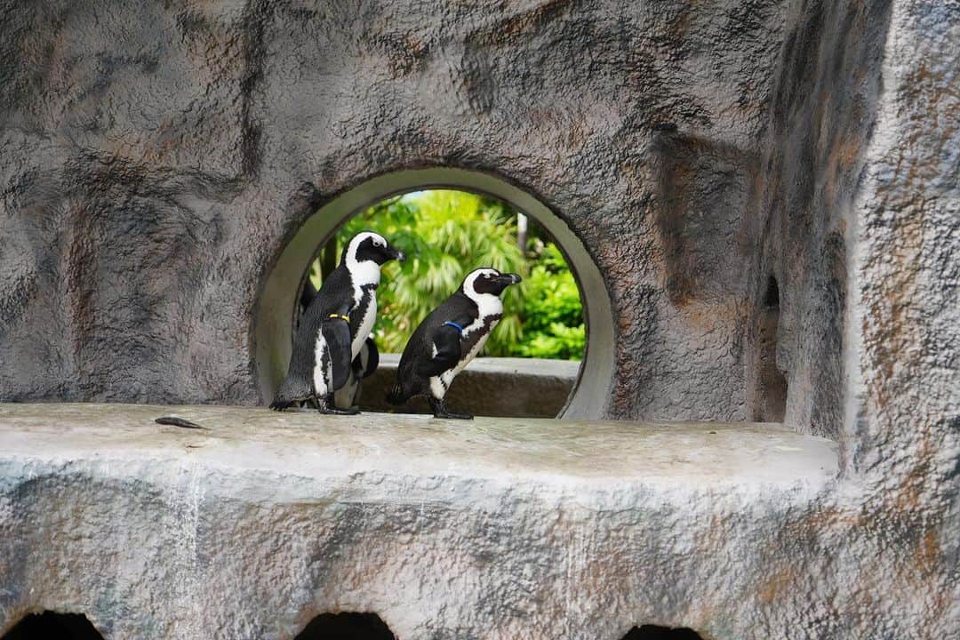 高橋優太のインスタグラム：「ペンギン🐧 鎌倉の有名なお寺の構図になりました👓  Penguins at Ueno Zoo  #上野動物園  #写真好きな人と繋がりたい  #ファインダー越しの私の世界  #写真撮ってる人と繋がりたい  #写真家」