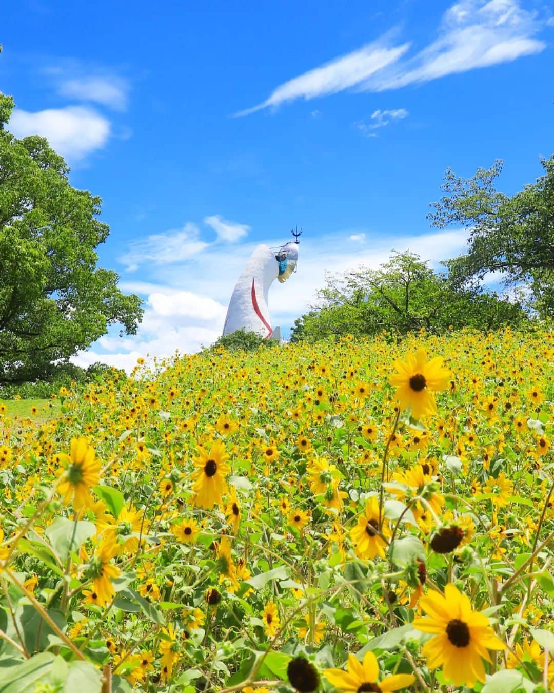 のインスタグラム：「約12,000本のひまわりが咲き誇る🌻🌻🌻 #万博記念公園 （自然文化園）の夏の風物詩を堪能しよう！  万博記念公園の太陽の塔と、満開に咲くひまわりのコラボレーションを楽しむことができるのはここだけ！20品種以上のひまわりが咲き、白色や赤色など、珍しい品種もあるのだそう✨  ひまわりは、太陽が昇る東を向いて咲く花として知られています。そのため、万博記念公園のひまわりは、ちょうど東方面に位置する太陽の塔に向かって咲く花が多いのだとか！このことを知って見てみるとより楽しめるかもしれません😊  2025年には、2005年に開催された愛・地球博から20年ぶりに、大阪・関西万博が開催されるので、注目しておきたいスポットです👀  大阪は、歴史を感じられる大阪城や大阪文化を堪能できる道頓堀など見どころがたくさんです🙌夏休みに、Peachに乗って大阪旅行を満喫してみてはいかがでしょうか✈️  *万博記念公園の自然文化園は入場料金が必要となりますので、あらかじめ公式ウェブサイトをご確認ください。    . . . . . . . . . . . . . . . . . . . . . . . . . . . . . . . . . . . ▶Photo by： @mitchan313 OOKINI!! ▶Place： #大阪　 ▶見頃： 7月中旬〜8月上旬 . . . . . . . . . . . . . . . . . . . . . . . . . . . . . . . . . . . . Peachでは各就航地で撮影された皆さまのお写真をInstagramでご紹介させていただいています。 #fly_peach をつけて投稿してください✨ . #大阪観光 #大阪旅行 #ひまわり畑 #大阪観光スポット #国内旅行 #お花好きな人と繋がりたい #日本の風景 #日本の景色 #peachaviation #osaka #osakatrip #ig_japan #japantrip #japan_of_insta #bestphoto_japan #instagood #flowers #flowergarden」