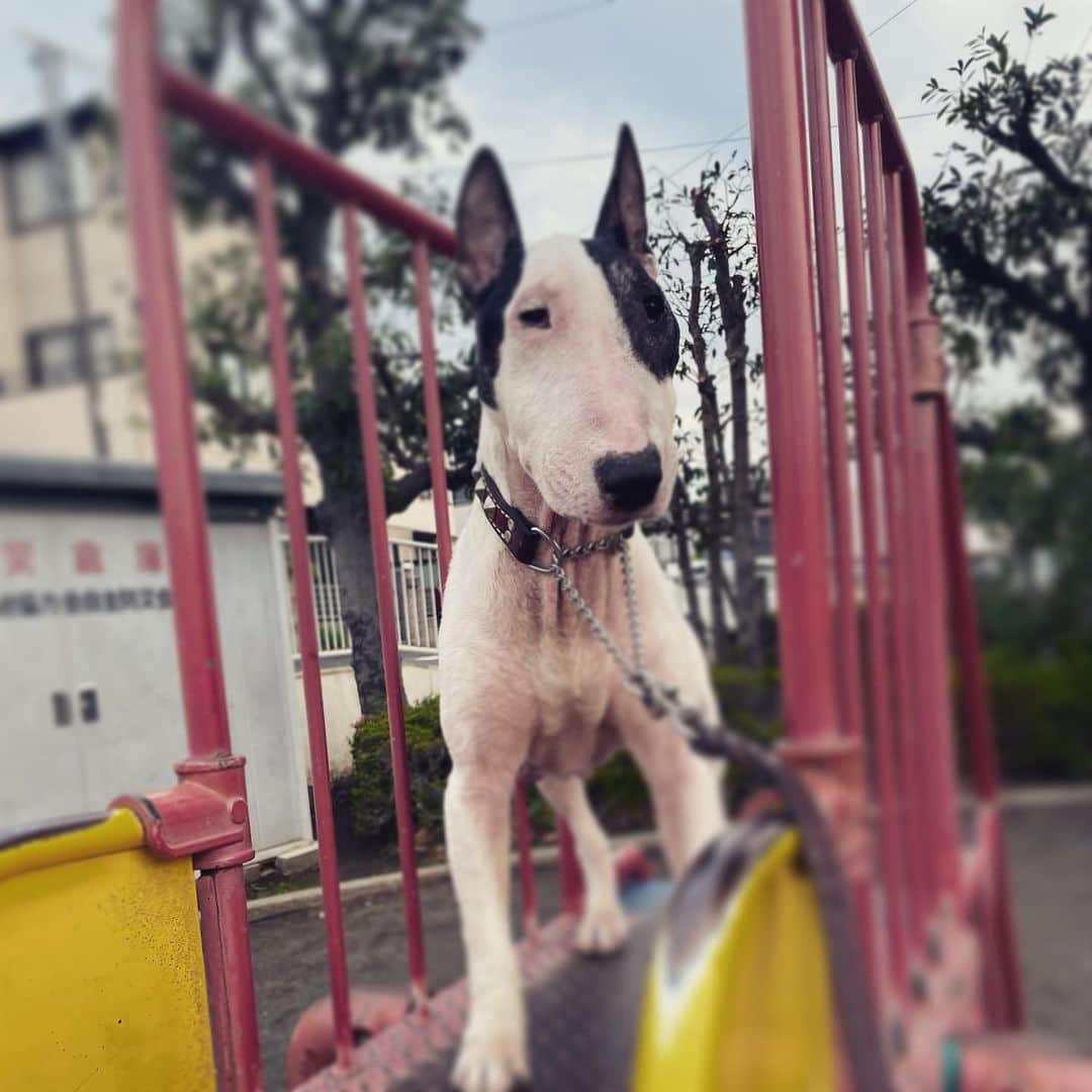 のインスタグラム：「#minituru#bull#terrier#minibullterrier#miniturubullterrier#dog#dogstagram#cute#qtaro#love#family#ミニチュア#ブルテリア#ミニチュアブルテリア#Q太郎」