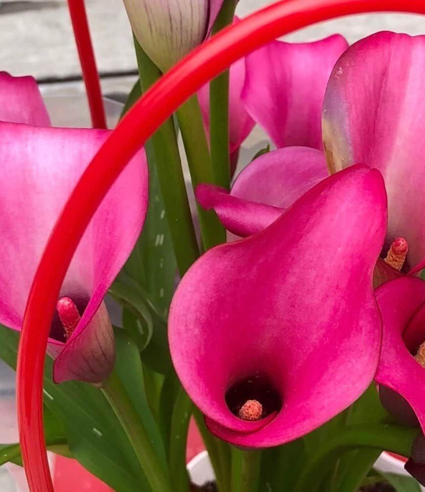 井上幸太郎のインスタグラム：「母の日に贈った赤いカラー。 植物とか花の形状ってSFっぽい。 他の惑星の花って見てみたい。」