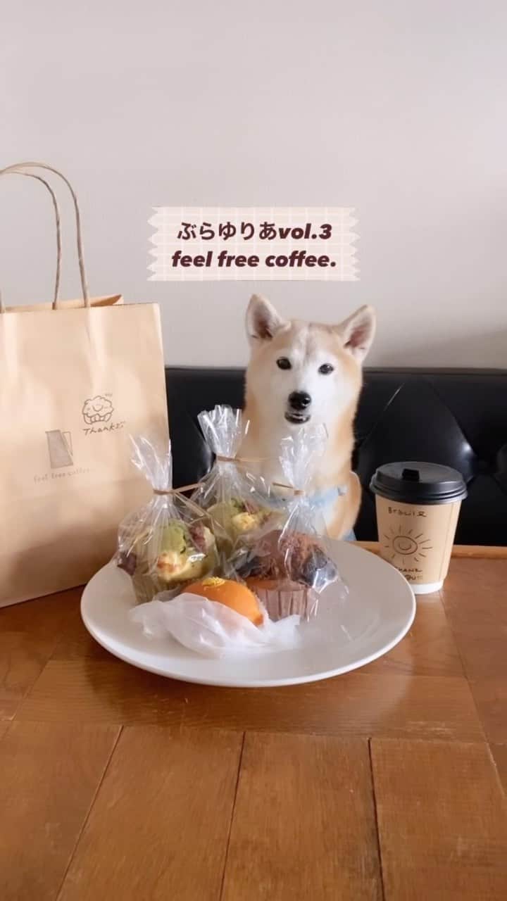 柴犬 けんしろう ゆりあのインスタグラム：「🐕『ぶらゆりあvol.3』  ぶらゆりあ第3回目は ドライフラワーの飾られたおしゃれな店内の コーヒーとマフィンなどの自家製焼き菓子が とってもおいしいこちらのお店をご紹介☕️🧁  ☕️【feel free coffee.】  @feel_free_coffee   🕛open hour 10:00〜18:00 定休日　水曜日　第1 • 第3木曜日  🐕外のベンチはわんこOK  📍西千葉駅北口 徒歩4分  抹茶とあんことクリームチーズのマフィンが おいしくておいしくて、あぁ〜また食べたいっ🤤 ゆりあさんも袋の上からお鼻でつんつんしちゃってました笑 (↑動画参考😂)  今回はひと駅分のぶらゆりあ🐕 行き→G(爺や)とB(婆や)の交代籠屋。 帰り→途中から家に向かってまっしぐら。  GとBは腕も脚も筋肉痛になったとさ😂  #feelfreecoffee  #千葉カフェ #柴犬 #shiba #ぶらゆりあ」