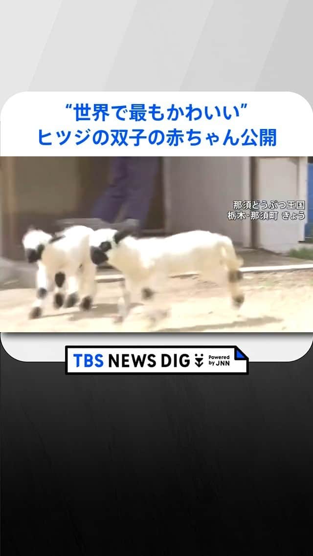 TBS NEWSのインスタグラム：「栃木県の「那須どうぶつ王国」で「世界で最もかわいい」と言われる種類のヒツジの双子の赤ちゃんがお披露目されました。 #ヒツジ 　#赤ちゃん 　#sheep  #baby  #栃木県 　#那須どうぶつ王国 　#動物  #animallovers  #animallife #cute」