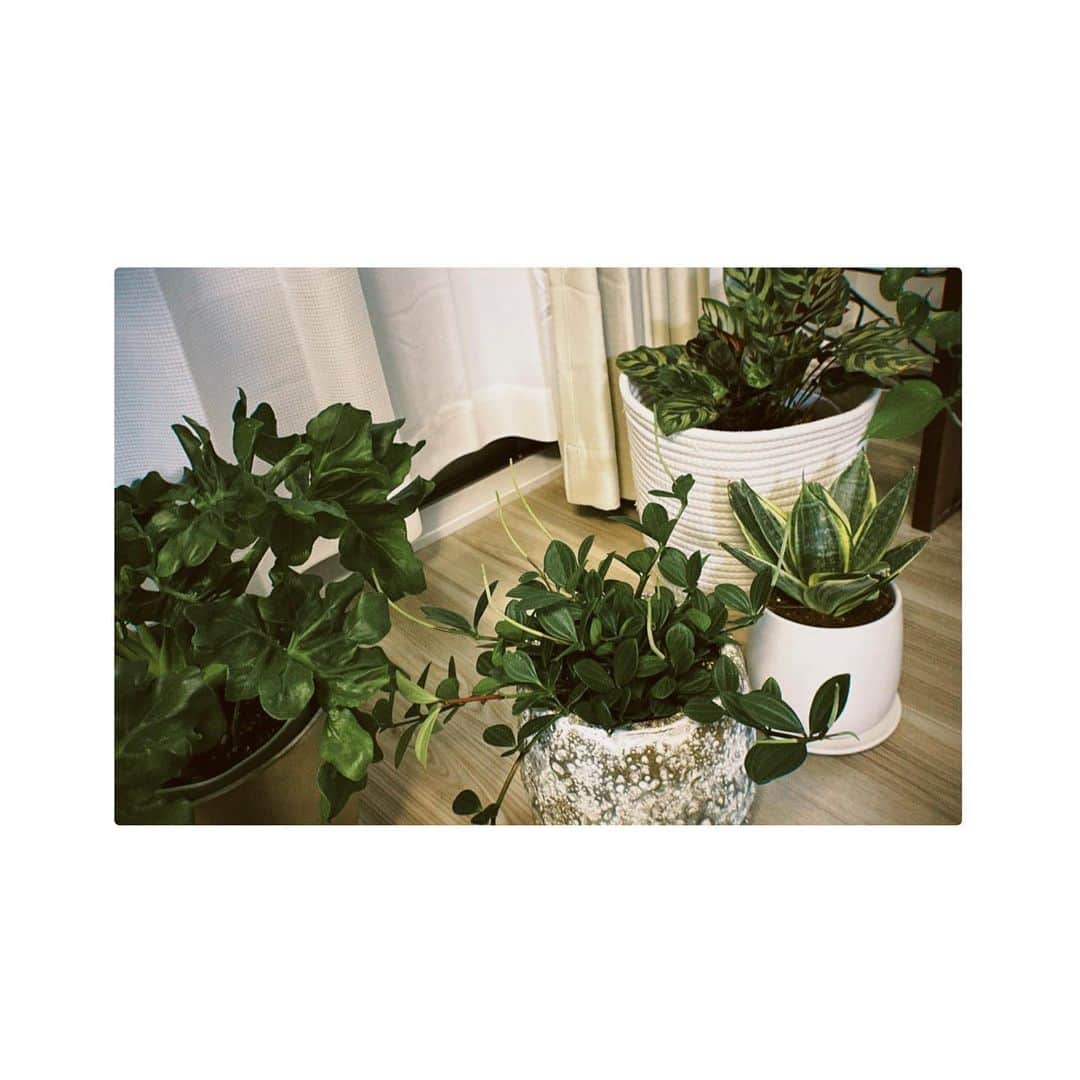 のインスタグラム：「…@  成長中、わたしも。  #観葉植物#🪴 もう少しでおウチが森化する可能性大」