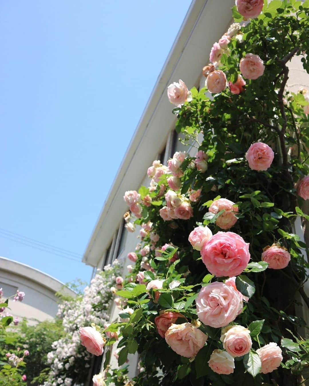 古賀陽子さんのインスタグラム写真 - (古賀陽子Instagram)「今日はご近所の憧れのマダムのお庭へお邪魔しました🌹✨ @mirimili39  お家へ入る前からすでにバラの良い香りが漂っていて、お庭には満開のバラが🌹✨ バラに囲まれて、とっても美味しい手作りパンナコッタをいただきました😋パンナコッタに乗ってる手作りコンフィチュールもまた美味！  とっても贅沢な癒しのひと時を過ごさせていただきました😆🌹✨  #バラ #rose #画家の日常 #artistlifestyle  #アートコレクター #絵のある暮らし #美術好きな人と繋がりたい #花のある暮らし #美術 #ギャラリー #アートワーク #美術館 #展覧会 #現代アート #西宮 #神戸 #japaneseartist #figurativepainting #figurativeart #artcollector #exhibit #exhibition #gallery  #artistsoninstagram #oiloncanvas  #artwork #painting #contemporaryart #古賀陽子 #yokokoga」5月16日 19時52分 - y.koga7