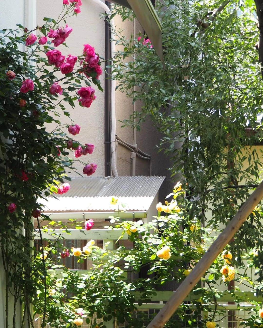 古賀陽子さんのインスタグラム写真 - (古賀陽子Instagram)「今日はご近所の憧れのマダムのお庭へお邪魔しました🌹✨ @mirimili39  お家へ入る前からすでにバラの良い香りが漂っていて、お庭には満開のバラが🌹✨ バラに囲まれて、とっても美味しい手作りパンナコッタをいただきました😋パンナコッタに乗ってる手作りコンフィチュールもまた美味！  とっても贅沢な癒しのひと時を過ごさせていただきました😆🌹✨  #バラ #rose #画家の日常 #artistlifestyle  #アートコレクター #絵のある暮らし #美術好きな人と繋がりたい #花のある暮らし #美術 #ギャラリー #アートワーク #美術館 #展覧会 #現代アート #西宮 #神戸 #japaneseartist #figurativepainting #figurativeart #artcollector #exhibit #exhibition #gallery  #artistsoninstagram #oiloncanvas  #artwork #painting #contemporaryart #古賀陽子 #yokokoga」5月16日 19時52分 - y.koga7