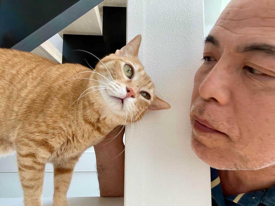 田中要次のインスタグラム：「「ねぇ…お願いがあるのぉ〜」 #猫Chai #Bo_nyans #猫のいる暮らし」