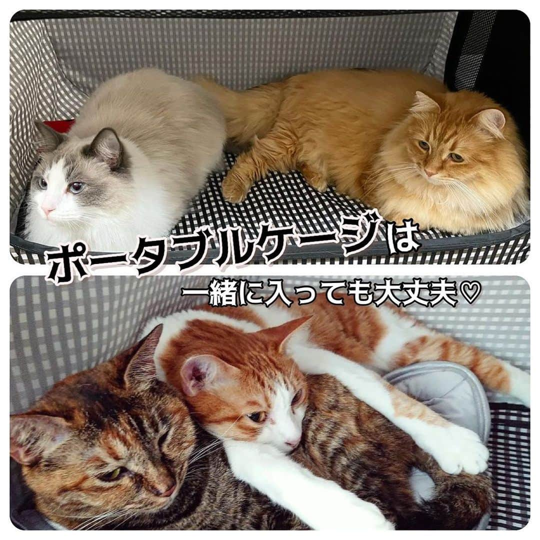 猫壱（ねこいち•ネコイチ）のインスタグラム：「ポータブルケージは一緒に入っても大丈夫🙆‍♀️ 万が一の時でも、一緒にいられれば安心だね👍  @mayuair さん @merukai_1009 さん お写真をありがとうございました😊 お写真の商品はポータブルケージでした🐈  :::::::::猫壱 :::::::   猫壱商品を使ってくれている写真や動画に【猫壱写真館】のハッシュタグをつけてポストしてください✨  猫壱SNSなどでリポスト・紹介されるかも？！  猫壱HPにも掲載されるチャンスも🥺  ぜひ皆さんハッシュタグをつけてポストしてくださいね🥺    @necoichicojp のハイライトから応募要項をチェックして是非ご応募くださいね❤   Reproduction is  prohibited.  ...........................................................................  #猫壱写真館  #猫壱 #necoichi #ポータブルケージ #防災 #避難用品　 ...........................................................................」