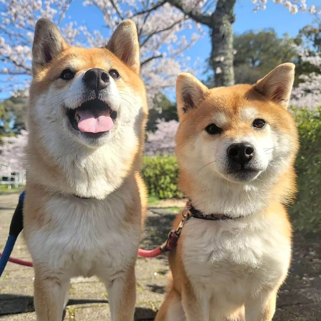 柴犬たま Shibainu Tamaさんのインスタグラム写真 - (柴犬たま Shibainu TamaInstagram)「⠀ ⠀ 去年＆一昨年はおしゅし達を連れて桜を見に行ったので、今年は久しぶりにたまミケを連れて行ったのですが、このふたりはカメラを向けるとスッとポーズを決めてくれるので本当に撮影が楽で楽で…😂😂⠀ ⠀ ⠀ 久しぶりの親子水入らずでの⠀ お出かけも楽しんでいました🐶🎶🐶⠀ ⠀  Caption trans🇬🇧 Last year and the year before we went to see the cherry blossoms with the Sushi Brothers, so this year we took Tama and Meekeh for the first time in a while. But these two are really easy to photograph because they instantly strike a pose when you point the camera at them…😂😂⠀ They also enjoyed their first outing with just mother and daughter in a long time🐶🎶🐶⠀  #柴犬たま #たママ #たまーば #たま家族 #柴犬ミケ #ミケママ #おでかけ #仲良し親子 #お花見 #桜 #サクラ #さくら #flower #cherryblossom #sakura #花とたま #花とミケ #柴犬と桜 #桜と柴犬 #日本の春 #笑顔 #かなりひし形 #あご黒 #柴犬 #shiba #shibainu #shibastagram #犬 #dog #多頭飼い」5月16日 20時20分 - tama7653