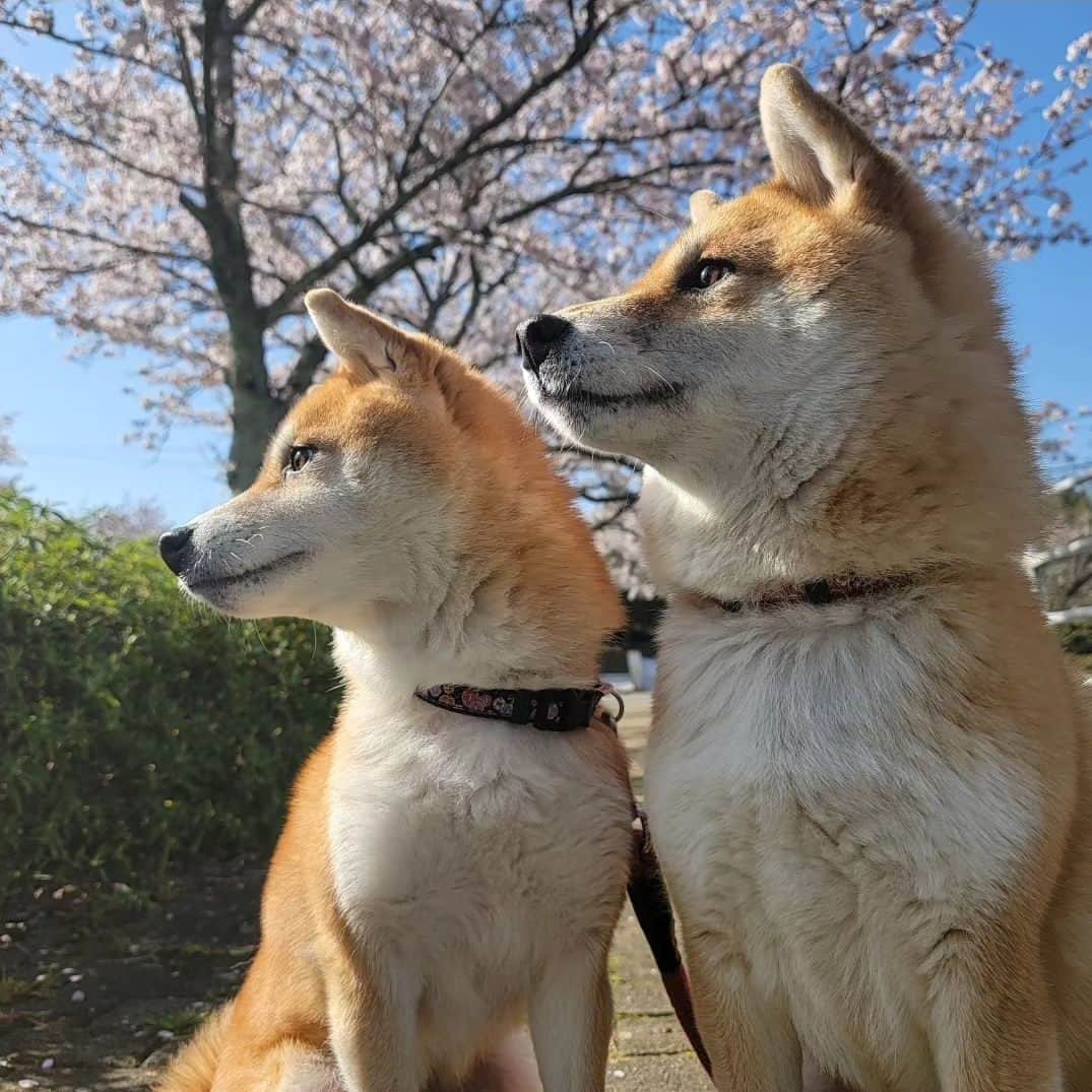柴犬たま Shibainu Tamaさんのインスタグラム写真 - (柴犬たま Shibainu TamaInstagram)「⠀ ⠀ 去年＆一昨年はおしゅし達を連れて桜を見に行ったので、今年は久しぶりにたまミケを連れて行ったのですが、このふたりはカメラを向けるとスッとポーズを決めてくれるので本当に撮影が楽で楽で…😂😂⠀ ⠀ ⠀ 久しぶりの親子水入らずでの⠀ お出かけも楽しんでいました🐶🎶🐶⠀ ⠀  Caption trans🇬🇧 Last year and the year before we went to see the cherry blossoms with the Sushi Brothers, so this year we took Tama and Meekeh for the first time in a while. But these two are really easy to photograph because they instantly strike a pose when you point the camera at them…😂😂⠀ They also enjoyed their first outing with just mother and daughter in a long time🐶🎶🐶⠀  #柴犬たま #たママ #たまーば #たま家族 #柴犬ミケ #ミケママ #おでかけ #仲良し親子 #お花見 #桜 #サクラ #さくら #flower #cherryblossom #sakura #花とたま #花とミケ #柴犬と桜 #桜と柴犬 #日本の春 #笑顔 #かなりひし形 #あご黒 #柴犬 #shiba #shibainu #shibastagram #犬 #dog #多頭飼い」5月16日 20時20分 - tama7653