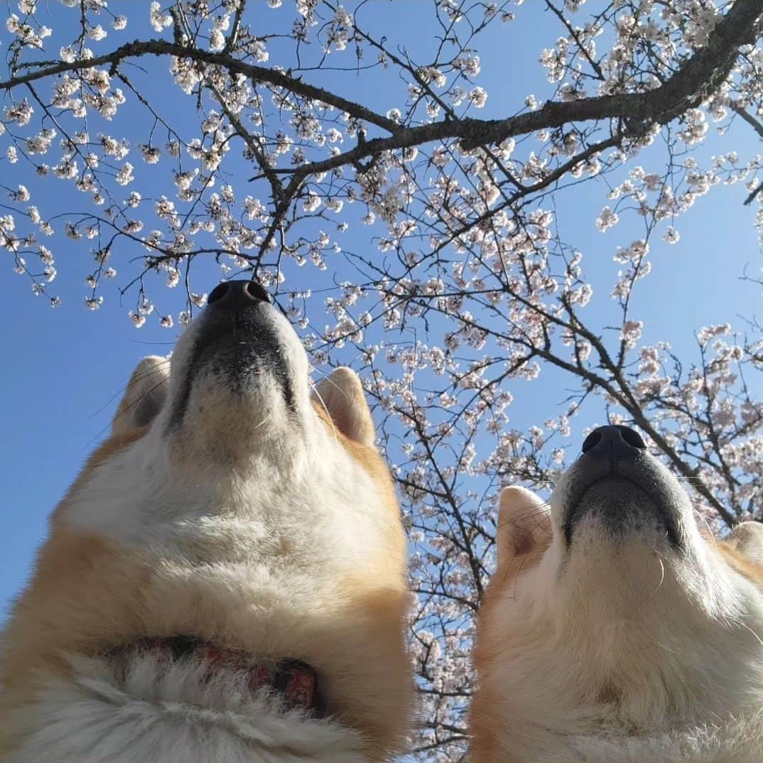 柴犬たま Shibainu Tamaさんのインスタグラム写真 - (柴犬たま Shibainu TamaInstagram)「⠀ ⠀ 去年＆一昨年はおしゅし達を連れて桜を見に行ったので、今年は久しぶりにたまミケを連れて行ったのですが、このふたりはカメラを向けるとスッとポーズを決めてくれるので本当に撮影が楽で楽で…😂😂⠀ ⠀ ⠀ 久しぶりの親子水入らずでの⠀ お出かけも楽しんでいました🐶🎶🐶⠀ ⠀  Caption trans🇬🇧 Last year and the year before we went to see the cherry blossoms with the Sushi Brothers, so this year we took Tama and Meekeh for the first time in a while. But these two are really easy to photograph because they instantly strike a pose when you point the camera at them…😂😂⠀ They also enjoyed their first outing with just mother and daughter in a long time🐶🎶🐶⠀  #柴犬たま #たママ #たまーば #たま家族 #柴犬ミケ #ミケママ #おでかけ #仲良し親子 #お花見 #桜 #サクラ #さくら #flower #cherryblossom #sakura #花とたま #花とミケ #柴犬と桜 #桜と柴犬 #日本の春 #笑顔 #かなりひし形 #あご黒 #柴犬 #shiba #shibainu #shibastagram #犬 #dog #多頭飼い」5月16日 20時20分 - tama7653