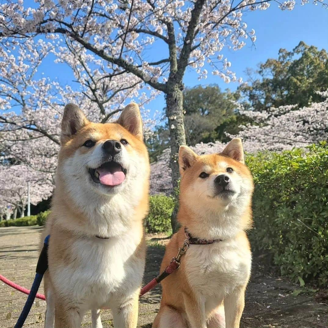 柴犬たま Shibainu Tamaさんのインスタグラム写真 - (柴犬たま Shibainu TamaInstagram)「⠀ ⠀ 去年＆一昨年はおしゅし達を連れて桜を見に行ったので、今年は久しぶりにたまミケを連れて行ったのですが、このふたりはカメラを向けるとスッとポーズを決めてくれるので本当に撮影が楽で楽で…😂😂⠀ ⠀ ⠀ 久しぶりの親子水入らずでの⠀ お出かけも楽しんでいました🐶🎶🐶⠀ ⠀  Caption trans🇬🇧 Last year and the year before we went to see the cherry blossoms with the Sushi Brothers, so this year we took Tama and Meekeh for the first time in a while. But these two are really easy to photograph because they instantly strike a pose when you point the camera at them…😂😂⠀ They also enjoyed their first outing with just mother and daughter in a long time🐶🎶🐶⠀  #柴犬たま #たママ #たまーば #たま家族 #柴犬ミケ #ミケママ #おでかけ #仲良し親子 #お花見 #桜 #サクラ #さくら #flower #cherryblossom #sakura #花とたま #花とミケ #柴犬と桜 #桜と柴犬 #日本の春 #笑顔 #かなりひし形 #あご黒 #柴犬 #shiba #shibainu #shibastagram #犬 #dog #多頭飼い」5月16日 20時20分 - tama7653