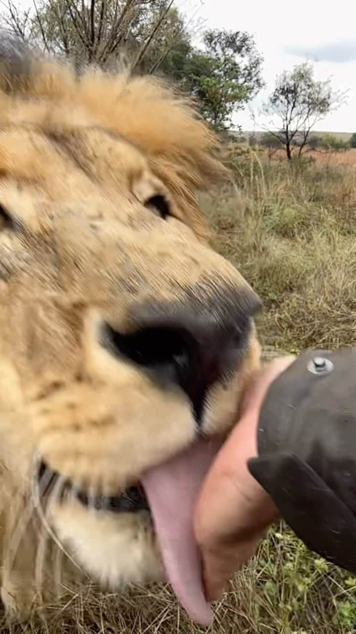 のインスタグラム：「So good to see Bongani feeling better. We’ve got him on a new course of meds for the inflammation and pain he’s got due to the degenerative condition he has. He’s over 18, which is getting on in years for a lion. All we can really do at this age is manage the symptoms and make sure he’s as happy as can be. Getting old sucks and seeing these lions that were once so agile and elastic, become stiff and sore is horrible to witness. What’s incredible about lions is they just seem to get on with it. Many times I’ve seen them hide their symptoms right up to the point where they collapse from being too weak. You have to watch them like a hawk and pick up on the subtleties so you can intervene before things get bad.  #palliativecare #oldagesucks #oldage #oldcatsofinstagram #lionsofinstagram  #mindfullymade #mycraghoppers #aquadry #waterproofclothing #snugasabuginarug」