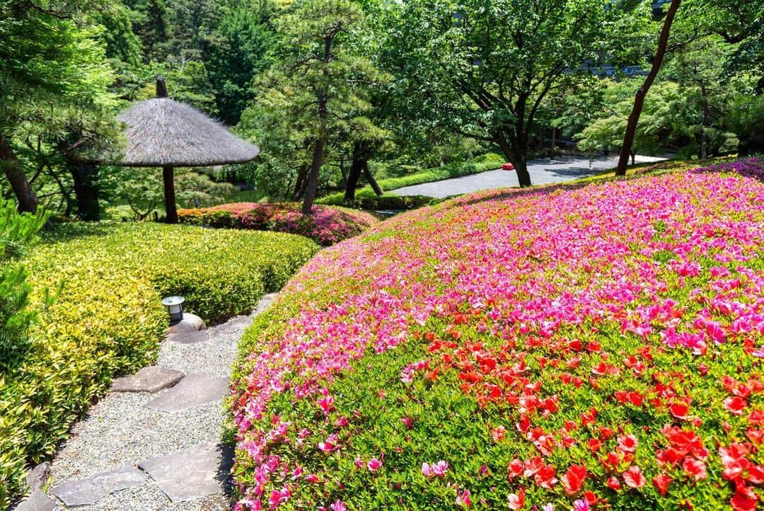 八芳園さんのインスタグラム写真 - (八芳園Instagram)「サツキの花が咲き誇る八芳園。 日本庭園の丘一面が鮮やかに染まります。  庭園内のお茶室「夢庵」の前では、 「大山蓮華」の花が開花しました。  「大山蓮華」は千利休が愛した「利休七選花」のひとつで、 「幻の花」とも言われ、茶花としても愛されています。  花が咲いている期間は開花より約5日間ほど。 可憐な一輪をぜひ日本庭園でご覧ください。  🍃🍃🍃  #八芳園 #happoen #新緑 #日本庭園 #はなすたぐらむ #flowerstagram #flower_daily #花のある暮らし #はなまっぷ #大山蓮華 #晴れ #サツキ #さつき  #カメラ部 #キリトリセカイ #写真好きな人と繋がりたい #カメラ好きな人と繋がりたい #ファインダー越しの私の世界 #イマソラ #いまそら部  #japanesegarden #tokyotokyo #tokyotrip #japan_of_insta #jp_mood #jp_gallery #wonderful_places #bestphoto_japan #japan_daytime_view」5月16日 20時30分 - happoen