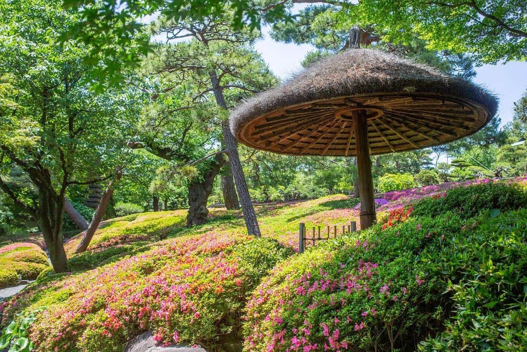 八芳園さんのインスタグラム写真 - (八芳園Instagram)「サツキの花が咲き誇る八芳園。 日本庭園の丘一面が鮮やかに染まります。  庭園内のお茶室「夢庵」の前では、 「大山蓮華」の花が開花しました。  「大山蓮華」は千利休が愛した「利休七選花」のひとつで、 「幻の花」とも言われ、茶花としても愛されています。  花が咲いている期間は開花より約5日間ほど。 可憐な一輪をぜひ日本庭園でご覧ください。  🍃🍃🍃  #八芳園 #happoen #新緑 #日本庭園 #はなすたぐらむ #flowerstagram #flower_daily #花のある暮らし #はなまっぷ #大山蓮華 #晴れ #サツキ #さつき  #カメラ部 #キリトリセカイ #写真好きな人と繋がりたい #カメラ好きな人と繋がりたい #ファインダー越しの私の世界 #イマソラ #いまそら部  #japanesegarden #tokyotokyo #tokyotrip #japan_of_insta #jp_mood #jp_gallery #wonderful_places #bestphoto_japan #japan_daytime_view」5月16日 20時30分 - happoen