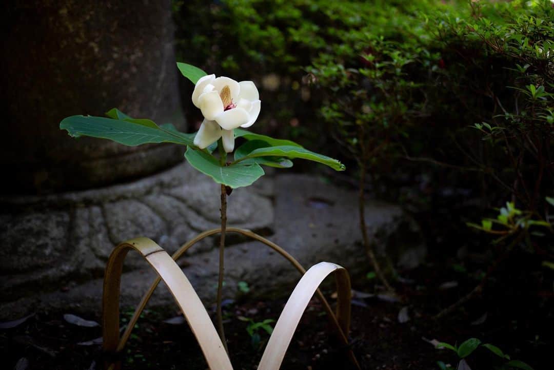 八芳園さんのインスタグラム写真 - (八芳園Instagram)「サツキの花が咲き誇る八芳園。 日本庭園の丘一面が鮮やかに染まります。  庭園内のお茶室「夢庵」の前では、 「大山蓮華」の花が開花しました。  「大山蓮華」は千利休が愛した「利休七選花」のひとつで、 「幻の花」とも言われ、茶花としても愛されています。  花が咲いている期間は開花より約5日間ほど。 可憐な一輪をぜひ日本庭園でご覧ください。  🍃🍃🍃  #八芳園 #happoen #新緑 #日本庭園 #はなすたぐらむ #flowerstagram #flower_daily #花のある暮らし #はなまっぷ #大山蓮華 #晴れ #サツキ #さつき  #カメラ部 #キリトリセカイ #写真好きな人と繋がりたい #カメラ好きな人と繋がりたい #ファインダー越しの私の世界 #イマソラ #いまそら部  #japanesegarden #tokyotokyo #tokyotrip #japan_of_insta #jp_mood #jp_gallery #wonderful_places #bestphoto_japan #japan_daytime_view」5月16日 20時30分 - happoen