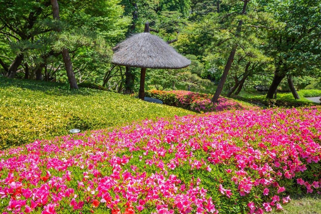 八芳園のインスタグラム：「サツキの花が咲き誇る八芳園。 日本庭園の丘一面が鮮やかに染まります。  庭園内のお茶室「夢庵」の前では、 「大山蓮華」の花が開花しました。  「大山蓮華」は千利休が愛した「利休七選花」のひとつで、 「幻の花」とも言われ、茶花としても愛されています。  花が咲いている期間は開花より約5日間ほど。 可憐な一輪をぜひ日本庭園でご覧ください。  🍃🍃🍃  #八芳園 #happoen #新緑 #日本庭園 #はなすたぐらむ #flowerstagram #flower_daily #花のある暮らし #はなまっぷ #大山蓮華 #晴れ #サツキ #さつき  #カメラ部 #キリトリセカイ #写真好きな人と繋がりたい #カメラ好きな人と繋がりたい #ファインダー越しの私の世界 #イマソラ #いまそら部  #japanesegarden #tokyotokyo #tokyotrip #japan_of_insta #jp_mood #jp_gallery #wonderful_places #bestphoto_japan #japan_daytime_view」
