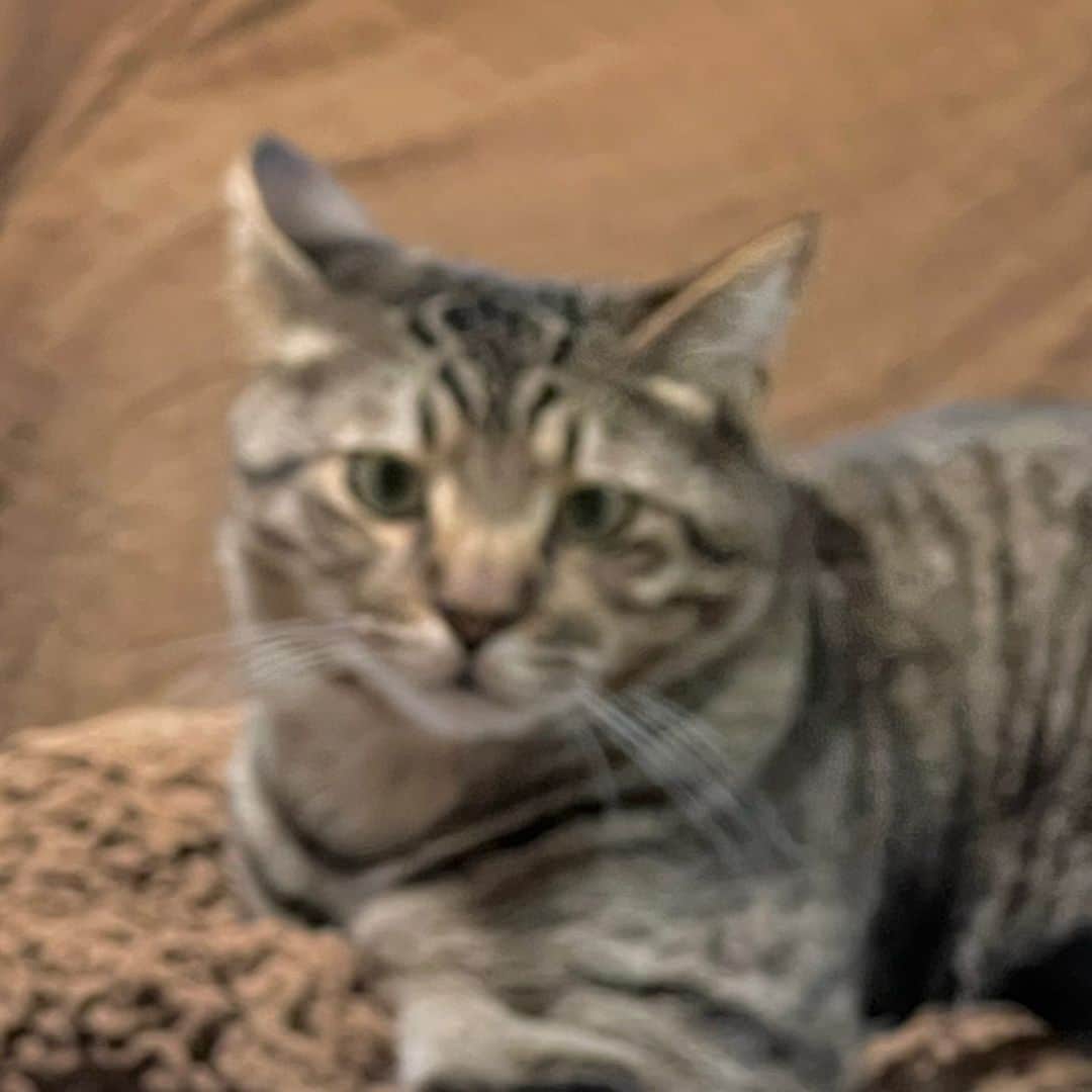 川中子奈月心のインスタグラム：「ミミしゃんのくしゃみまで…3…2…1…  #猫 🥰」