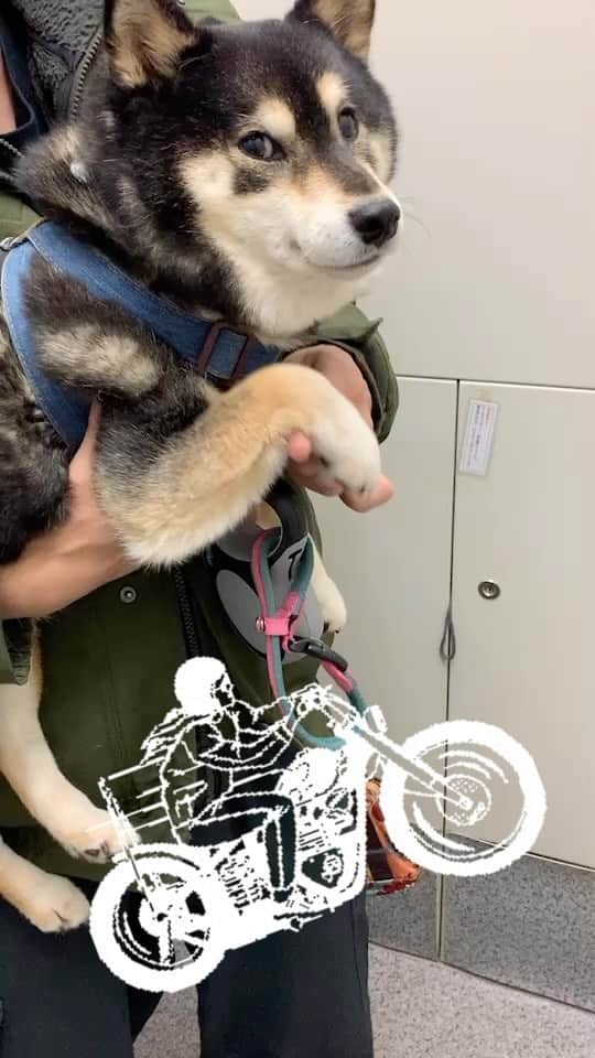 吾子のインスタグラム：「ブンブーン🏍️🐶❤️  倍速じゃないよ🐶✨」