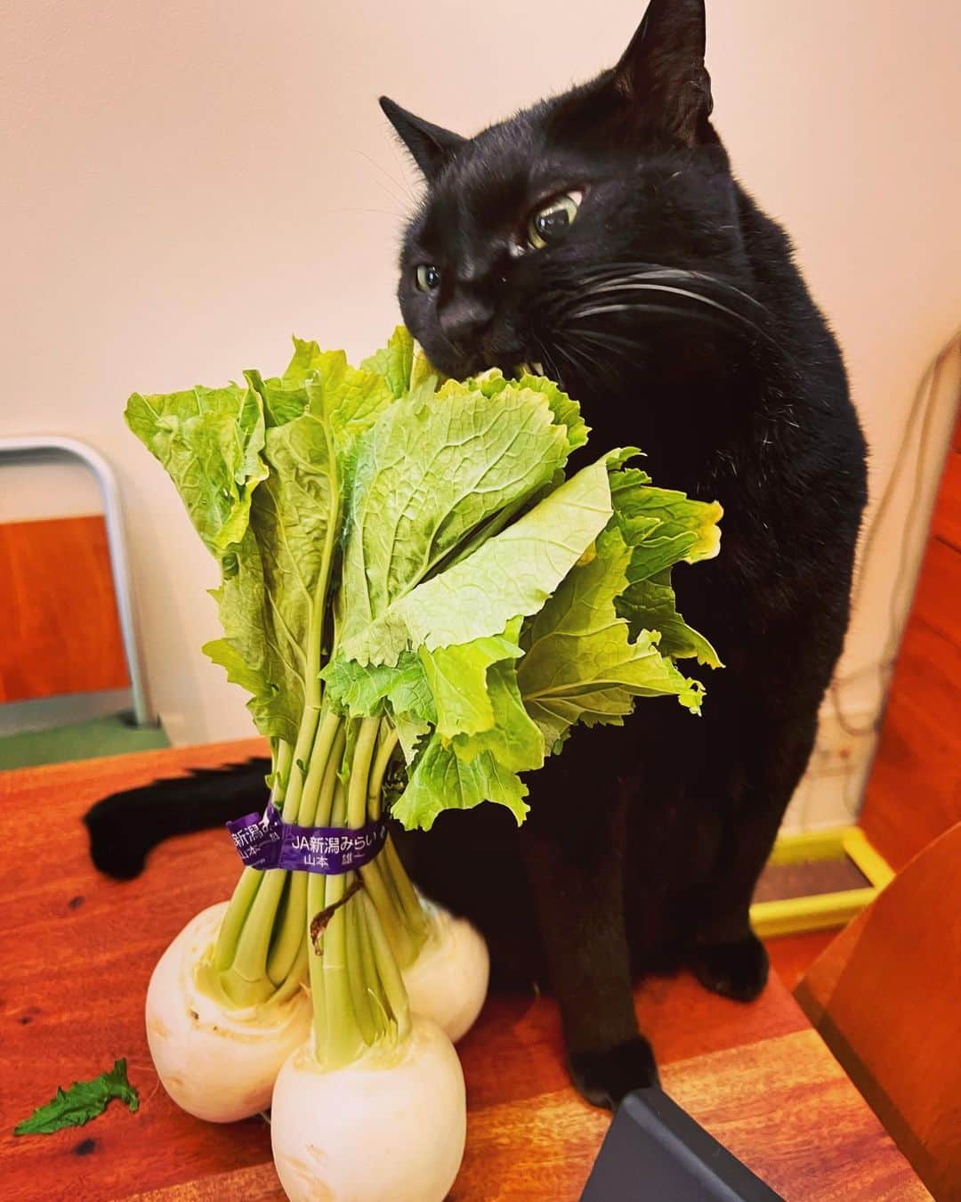 ピエール瀧さんのインスタグラム写真 - (ピエール瀧Instagram)「カブの葉っぱを食べる猫。」5月16日 20時51分 - pierre_taki