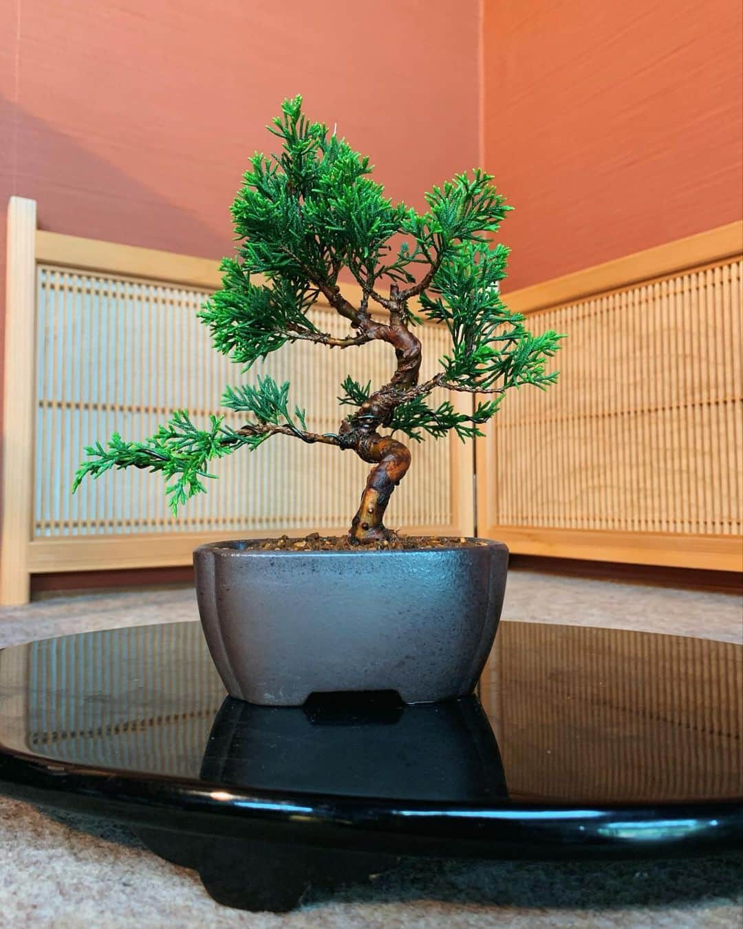 小原ブラスのインスタグラム：「#人生初 #盆栽 #bonsai   テレビ東京 #よじごじdays さんのロケで、生まれて初めて盆栽を作った！！(OA観てくれた方ありがとうございます。)  盆栽はとくに木の種類が決められている訳ではなくて、その辺の大抵の木で出来るらしんやけど、こちらは初心者でも比較的扱いやすい #真柏 という木を使いました🪴  どやぁ〜  「盆栽」って、年金暮らしの爺さんが死ぬ前の最後の一攫千金を狙って始める木々への虐待でしょ？って思ってたんだけど...  なんかね、大事に育てることで、今まであまり気にしなかった街の緑が目に入るようになって少しだけ視野が広がるし、むしろ植物に優しくなれる気がする。  とりあえずこの子をきっかけに、他にも挑戦したいし、絶対に枯らさないように毎日水やり頑張る💪💪💪 私がお爺ちゃんになる頃にはそれこそ一攫千金目指すわ💰 うん百万円という値段を叩き出したいわね！！  てかハッシュタグなんだけど #盆栽 ←87万投稿 #bonsai ←366万投稿 日本人よりも、外国人のが魅了されてる！？ 確かに盆栽見に外国人がた沢山来てたわ。 日本人もっと興味持って😂  ===本日のボヤキ=== コンビニの透明な傘って、急な雨にあったタイミングで買うから増えるんだけど、一時期家に10本くらいたまって...それが折り畳み傘を持ち歩くようになってから減っていき、先日最後の1本を友人に貸してついにゼロになった。そしてこのタイミングで、折り畳み傘も無くした。 雨がよく降るこの季節に傘に嫌われ始めたのかな。傘が増えたり減ったり、なぞのループで安定しない。  #明日 #5時に夢中 #gojimu #みてや #ぴ」