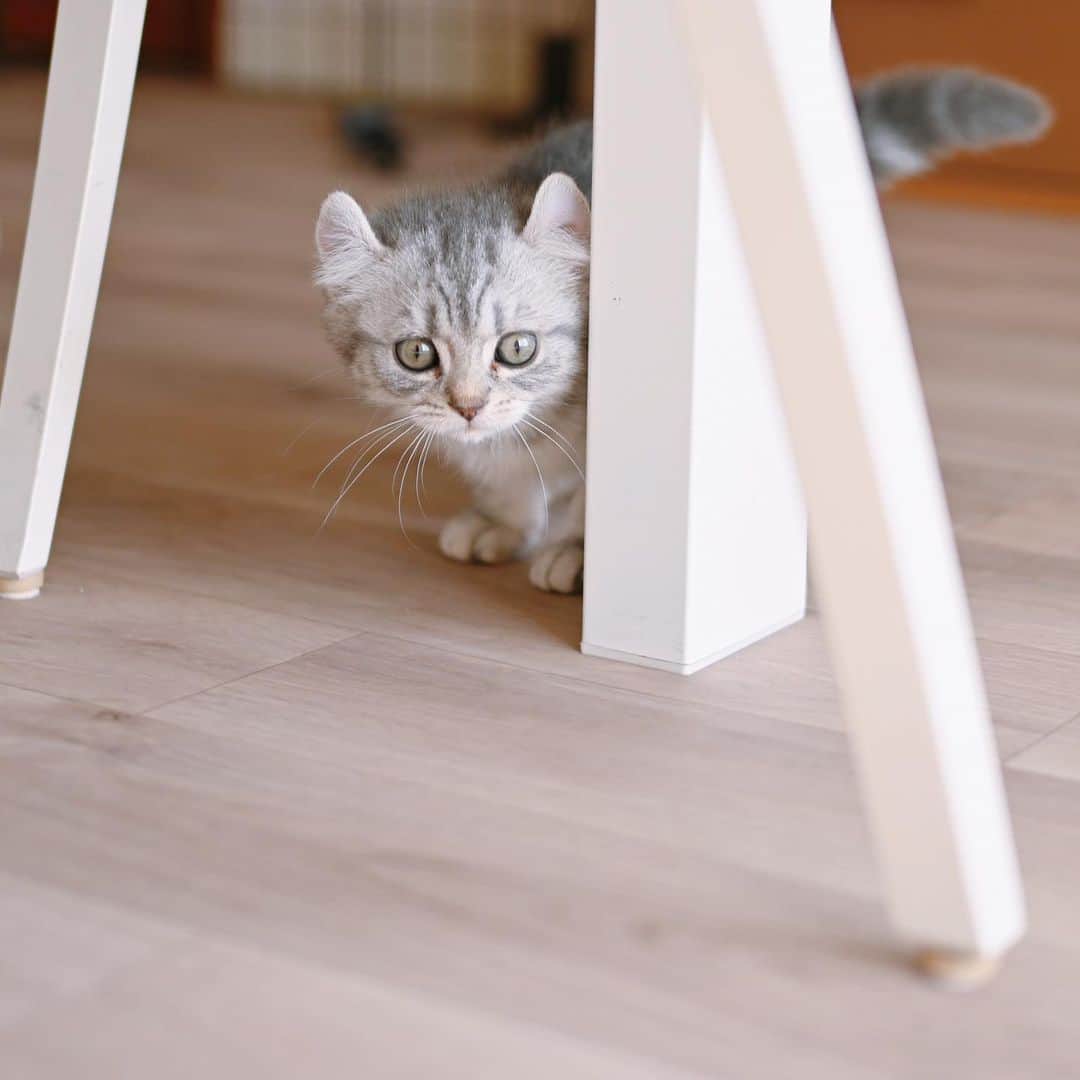 PECOねこ部のインスタグラム