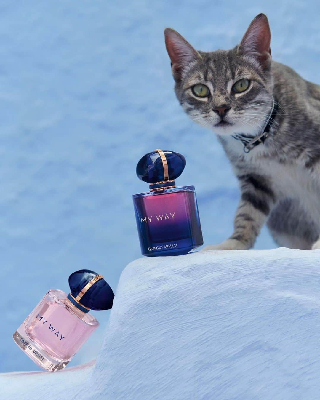 Armani Beautyさんのインスタグラム写真 - (Armani BeautyInstagram)「A duo of intensity. Rediscover MY WAY EAU DE PARFUM and MY WAY PARFUM, both reflecting the atmosphere of an authentic olfactory journey through enchanting blue streets, guided by the presence of a friendly feline companion.  Credit: Louis Canadas   #Armanibeauty #ArmaniMyWay #IAmWhatILive #Fragrance」5月16日 21時00分 - armanibeauty