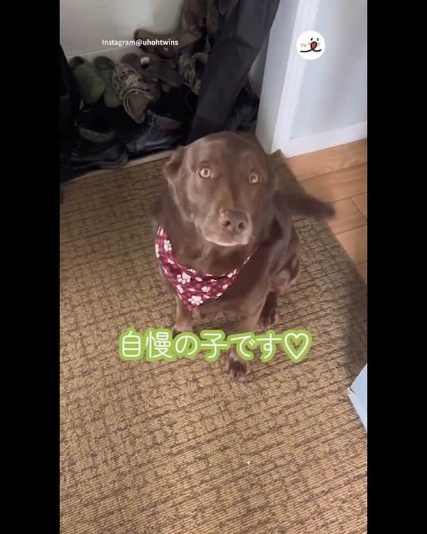 PECO いぬ部のインスタグラム