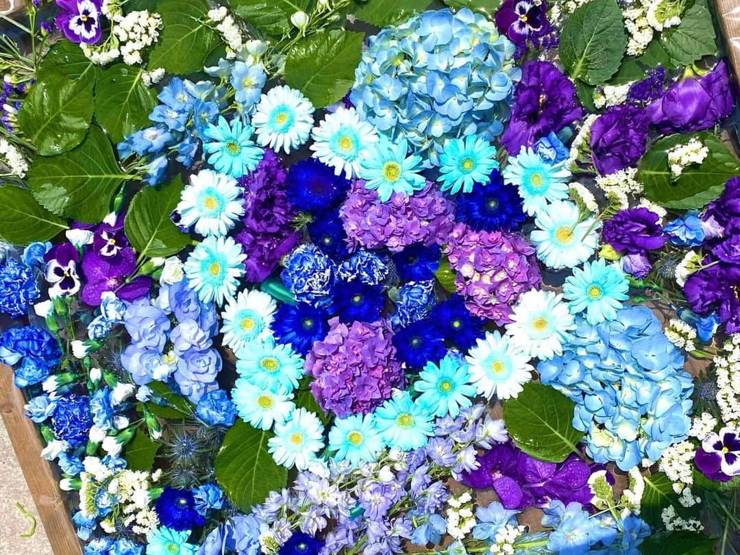 大槻瞳さんのインスタグラム写真 - (大槻瞳Instagram)「💙  #flowers #myhealing」5月16日 21時24分 - hitomi_otsuki_55