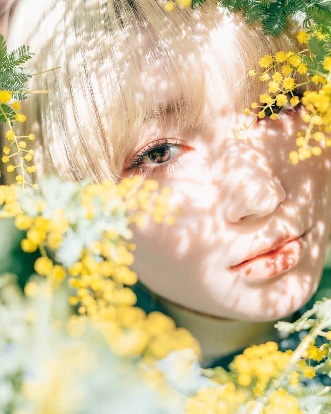 柊里杏のインスタグラム：「いつかのミモザ。 目に入る光が好きです。」