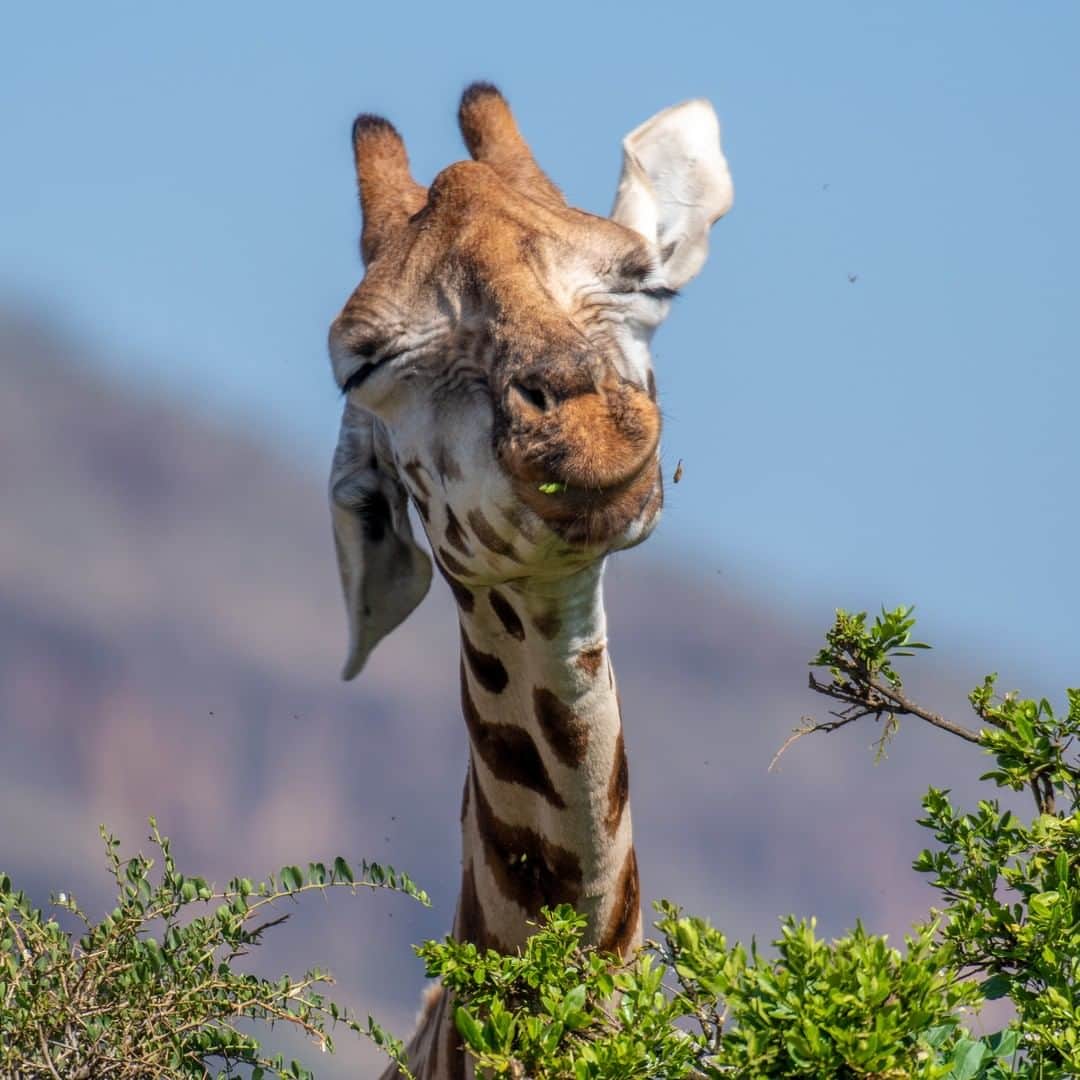 アニマルプラネットさんのインスタグラム写真 - (アニマルプラネットInstagram)「Chomp 👉 Chomp 👉 CHOMP 🦒😂  Photos by Edwin Remsberg  #Giraffe #Food #Animals #Wildlife #Photography #Nature」5月16日 22時01分 - animalplanet