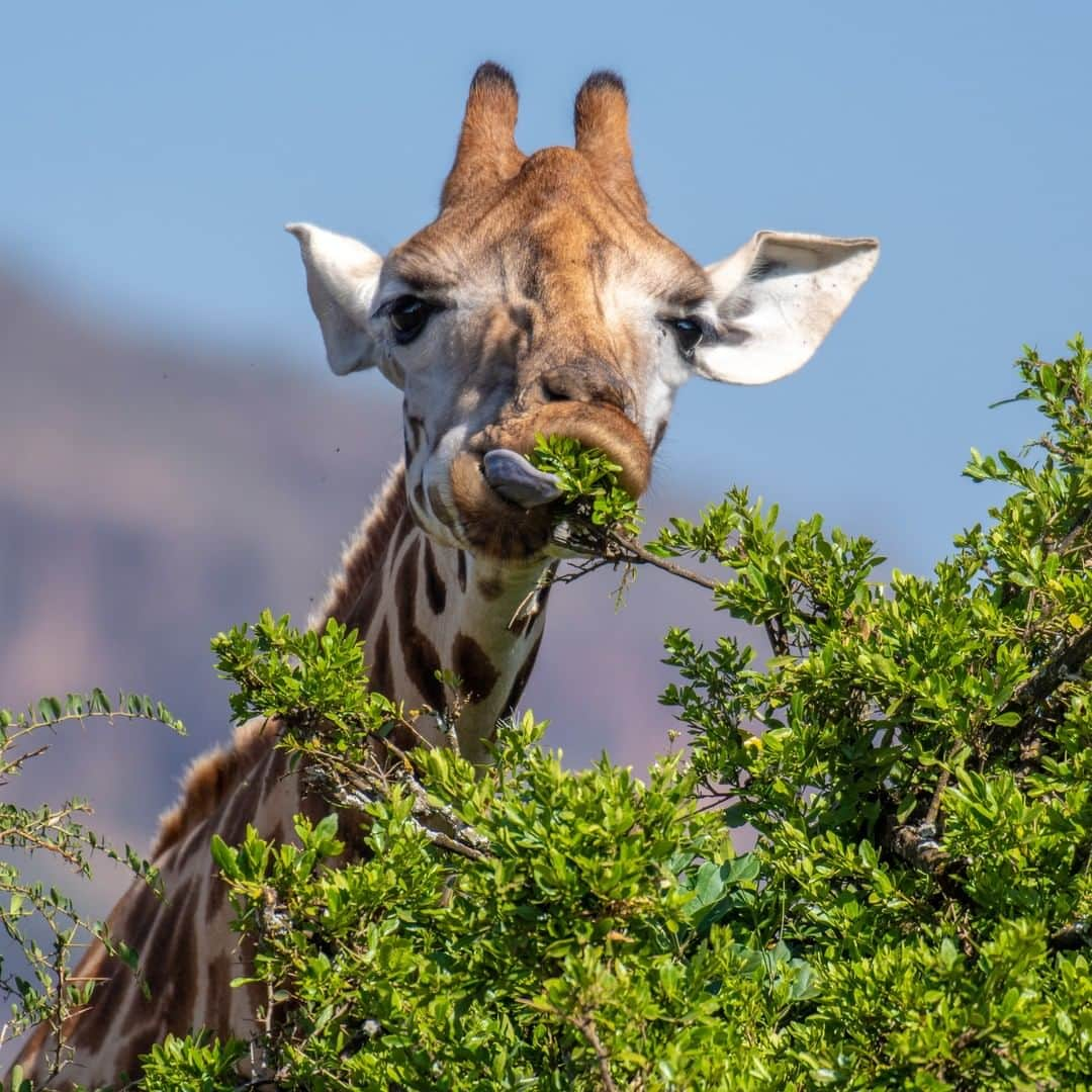 アニマルプラネットさんのインスタグラム写真 - (アニマルプラネットInstagram)「Chomp 👉 Chomp 👉 CHOMP 🦒😂  Photos by Edwin Remsberg  #Giraffe #Food #Animals #Wildlife #Photography #Nature」5月16日 22時01分 - animalplanet