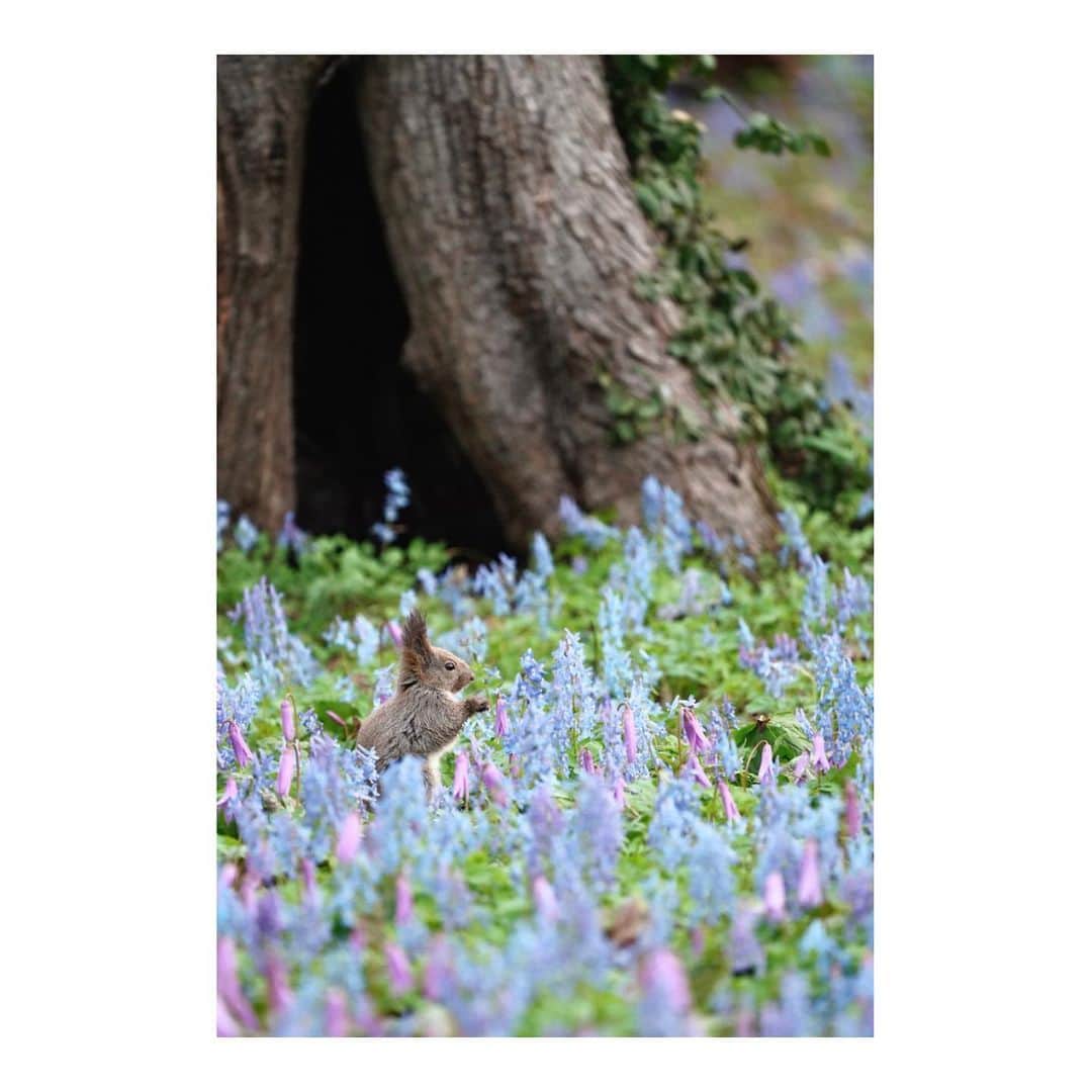 Hikaruのインスタグラム：「カタクリの花が咲く頃  素直に写している感。　笑😆  #エゾリス #東京カメラ部 #1x #raytrek #raytrek_photo #raytrek_uniquetome #natgeo #naturegeography #photogrena_nature #photo_shorttrip #japan #hokkaido #写真好きな人と繋がりたい #北海道 #Japan_ilc #japantravelers #raytrek_photographer #SonyAlphaPro #photo_shorttrip #photo_travelers #lovers_nippon #1x_japan #bestjapanpics #SonywordClub #genic #alpha_newgeneration」