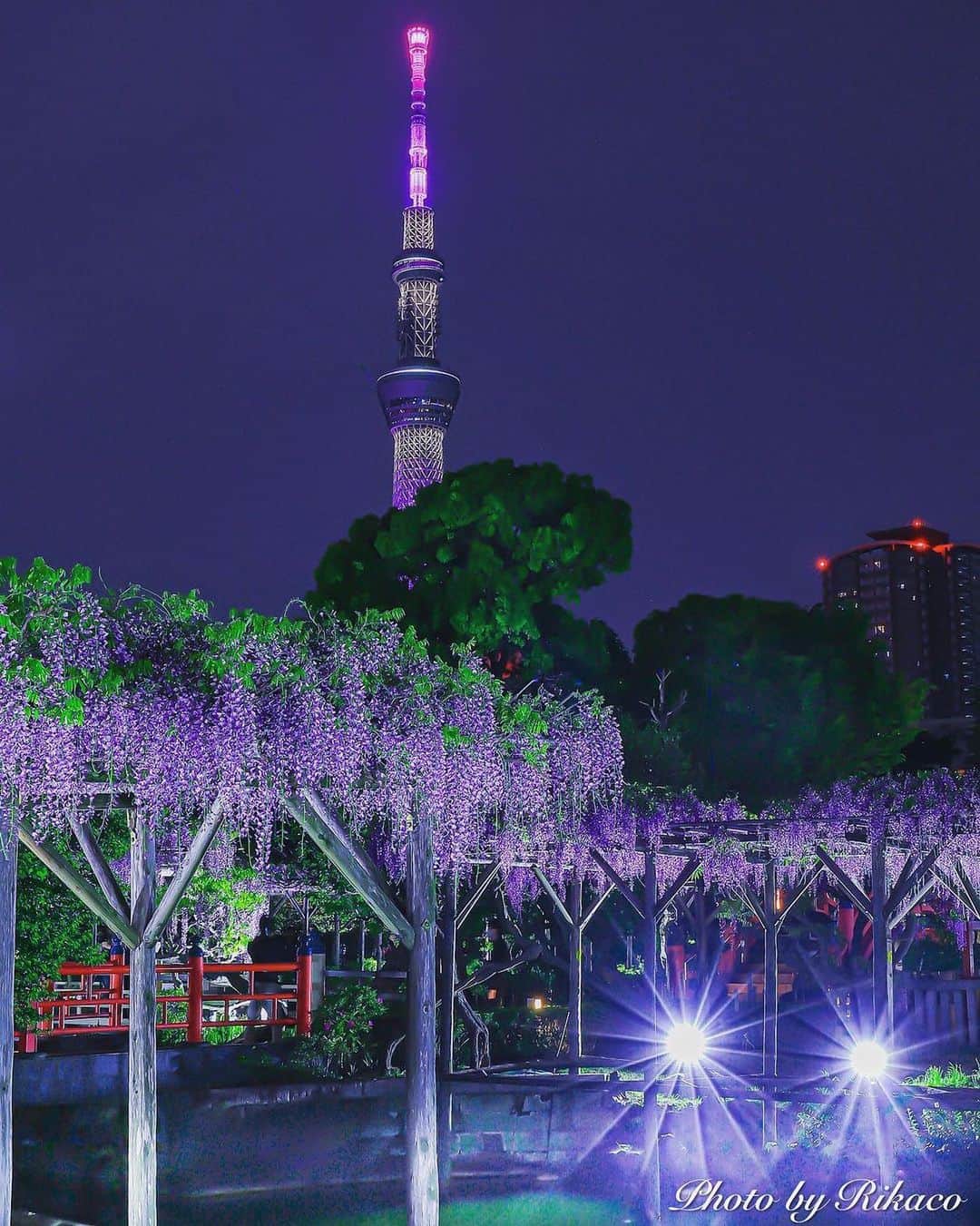 Promoting Tokyo Culture都庁文化振興部さんのインスタグラム写真 - (Promoting Tokyo Culture都庁文化振興部Instagram)「The beautiful purple glow of Tokyo Skytree and wisteria flowers 💜  The seasonal wisteria flowers at Kameido Tenjin Shrine have been popular with many in Japan since the Edo period and were often depicted in ukiyo-e prints.  -  紫色に輝くスカイツリーと藤の花の共演が美しい１枚💜 亀戸天神社の藤の花は江戸時代より多くの人々に親しまれており、浮世絵にも多く描かれました。  #tokyoartsandculture 📸: @jet_dreamers」5月16日 22時20分 - tokyoartsandculture