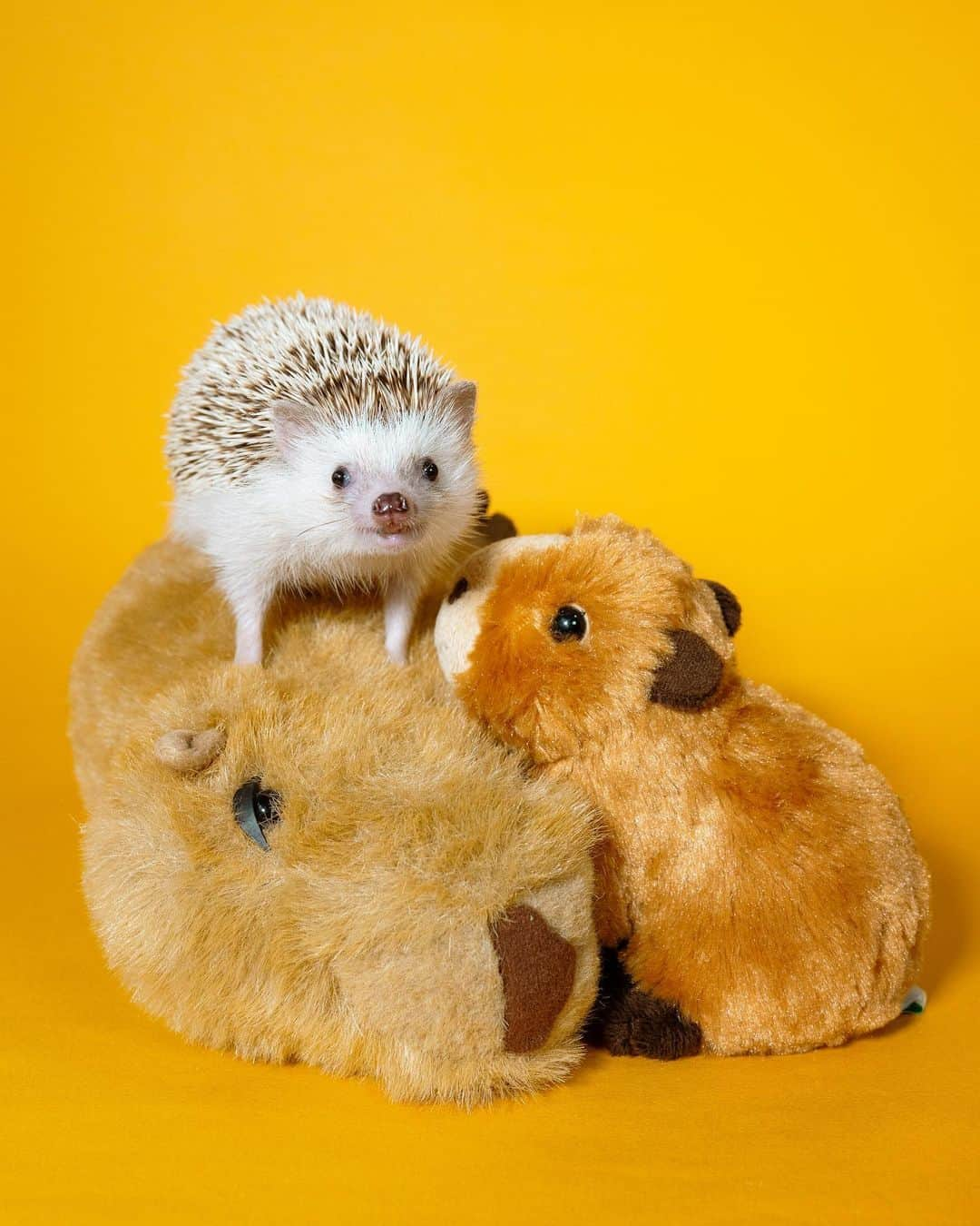 ダーシーさんのインスタグラム写真 - (ダーシーInstagram)「Capybara Family🐽🐽🐽  元気もりもりコアラ、カピバラさんと遊んだよ🐨✨ シルエットがだいぶふっくらしてきたね🤭  #hedgehog#hedgie#cuteanimals#sigmaart#flyinghedgehogs#ハリネズミ#はりねずみ#igel#hérisson#riccio#erizo#고슴도치#刺猬乐队」5月16日 22時30分 - darcytheflyinghedgehog