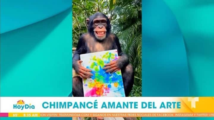 Zoological Wildlife Foundationのインスタグラム：「Who caught @zwfmiami’ feature on our artist @limbanizwf known now as #chimpcasso on @telemundo’ @hoydia this morning? Chimpy has  a new muse in @arletytv and debuted an original piece of art made specially for her.   Have a birthday, proposal, anniversary or the like call our office today at (305) 969-3696 and ask about our #milestones packages.  Prices Start: $300 including cake, balloons, singing #happybirthday and a virtual enrichment viewing for 30 mins maximum.  Don’t forget if you’re interested in one of his paintings, a FaceTime call or shoutout on his story please call our booking office on (305) 969-3696 and/ or email us on the contact button in ZWF’s profile 😊  #zwf #limbani #zwfmiami #paintings #art #chimpasso #chimp #artist #enrichment #wildlife #reels #ape #chimpanzee #animals #notapet」