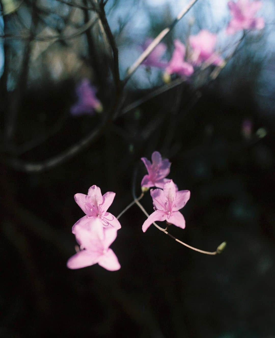 道木 さくら まやさんのインスタグラム写真 - (道木 さくら まやInstagram)5月17日 0時10分 - mayamichi