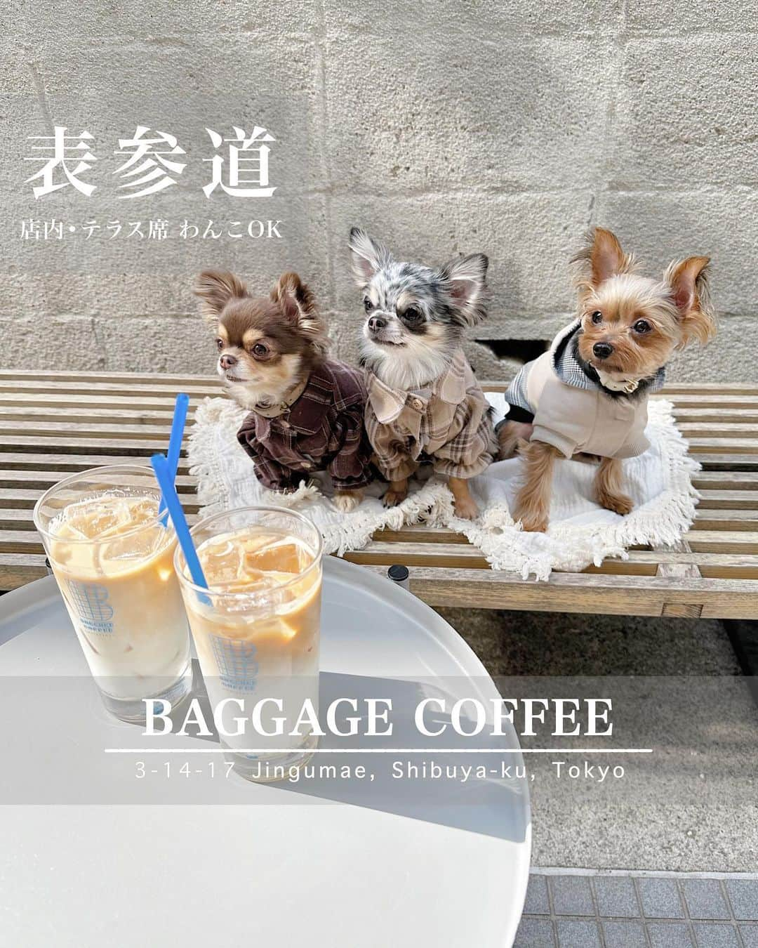 池田沙代のインスタグラム：「🤍🤍🤍  ☕️ 𝗕𝗔𝗚𝗚𝗔𝗚𝗘 𝗖𝗢𝗙𝗙𝗘𝗘 ☕️ @baggage__2019  #表参道 店内・テラス席🐕‍🦺ok | #カフェ#コーヒー  表参道にあるカフェ😊 店内もわんこok☺️ 店内はハイチェアだから わんこ連れだとテラス席のが ゆったり座れました🐶  でも店内okのお店ありがたい✨ (いつも言ってる🤣)  この日は天気良くて ポカポカ気持ちよかった☀️  焼きたてカヌレがおいしくて また食べたいー☺️🙌🏻✨  表参道でランチの後2軒目に 行きたいー✨  陽の光の入り方 好きだったなぁ☺️✨  アイスも美味しそうだった🍨  最後の2枚のほたくんとぴのさんの 嫌そうな顔ひどい🤣🤣  ____ ㅤㅤ  🤍☕️ 𝗕𝗔𝗚𝗚𝗔𝗚𝗘 𝗖𝗢𝗙𝗙𝗘𝗘 @baggage__2019   ▫️ 東京都渋谷区神宮前3-14-17  ▫️ 080-3317-5112 ▫️予約不可 ▫️営業時間: 8:00～19:00  ▫️店内・テラス席🐕‍🦺ok ____  最新の営業時間などはお店のSNSなどで チェックしてから行ってみてください🤍  #ぴのさんカフェ#店内犬ok#犬と行けるカフェ#犬と行けるお店#ペット同伴可#犬同伴#犬同伴可#犬とカフェ#ワンコとカフェ#東京カフェ#犬okカフェ#テラス席ワンコok#テラス席わんこok#ペットokカフェ#犬とおでかけ#犬とお出掛け#テラス席わんこok #テラス席わんこｏｋカフェ#表参道ランチ#表参道カフェ#さよぴの#モノトーンカフェ#韓国カフェ巡り」