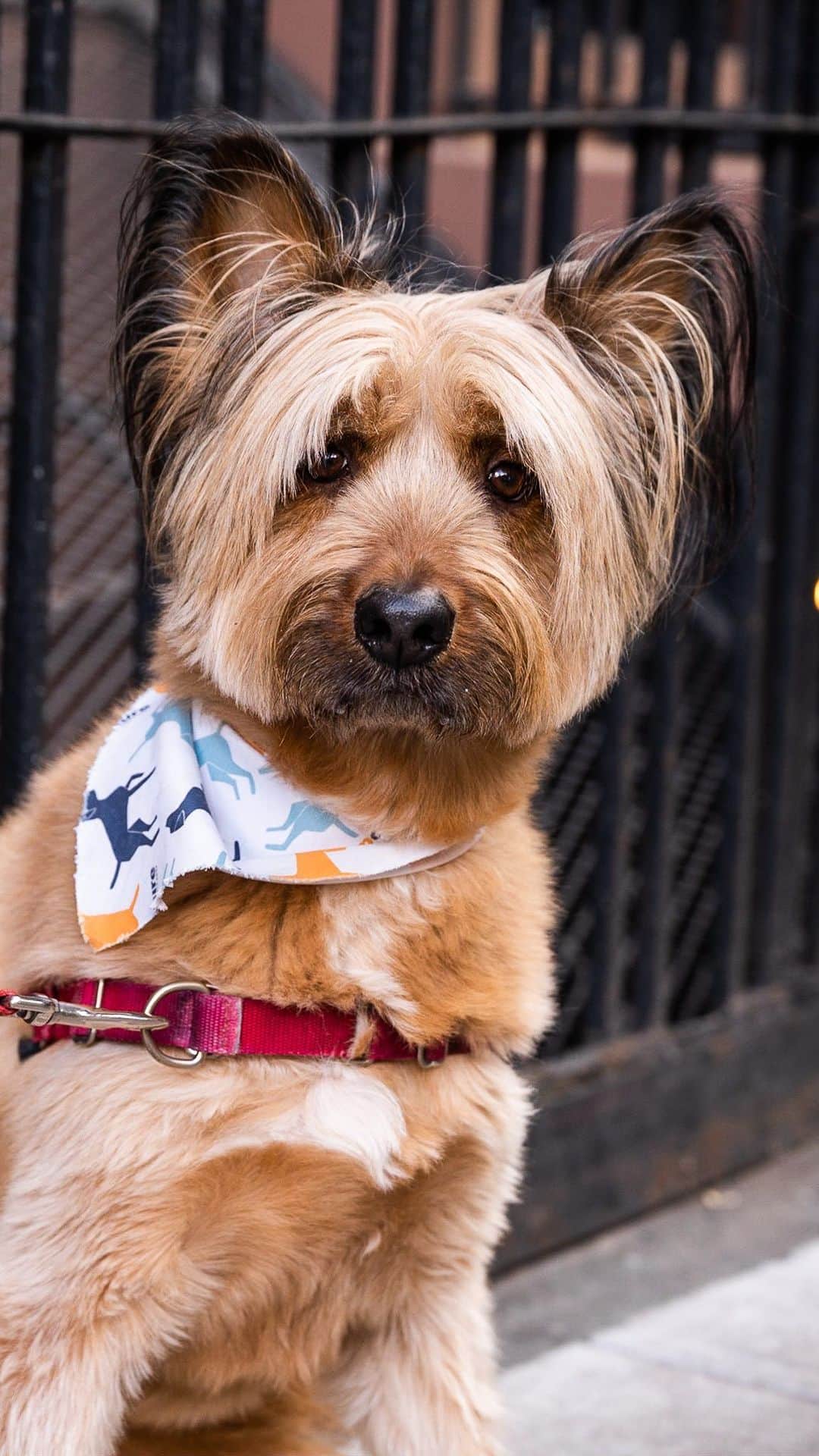 The Dogistのインスタグラム：「Chief, Picardy Shepherd (6 y/o), MacDougal & King St., New York, NY • “Close friends who come in the house, he’ll go close to, but outside he’s just sort of nervous. He’s a hugger, and everyone who knows him thinks he’s a lap dog – he’ll jump on your lap, or he’ll try to climb up on you to be picked up, but he’s 50 lbs. For people that he will sit on, if you say ‘I love you,’ he rolls his head onto you. He’s just a six year old trying to figure it out.” @chiefmushymcgruff, a rescue via @animalhaven」