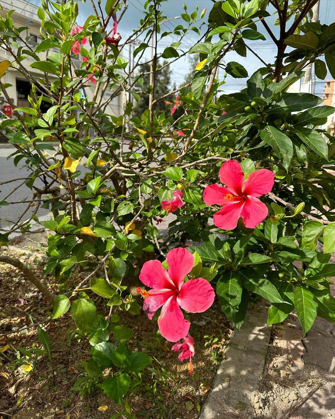 川崎怜奈さんのインスタグラム写真 - (川崎怜奈Instagram)「. 初めての石垣島、満喫した✌️🌺 1日目からマングローブでカヤック体験して 2日目7時に起きて朝活からのダイビング→ヤシガニツアー 体力えぐいくらい使ったけど楽しすぎてあっという間だった . 今回の息抜き旅行も最高でした〜🫶 . . . #石垣島 #石垣島旅行 #マングローブカヤック #ヤシガニツアー #夏ギャル #isigakiisland #summer #金髪 #金髪ロング #金髪ギャル #ハイトーンロング  #ギャル #gal #summervibes」5月17日 0時27分 - layna_lllllll