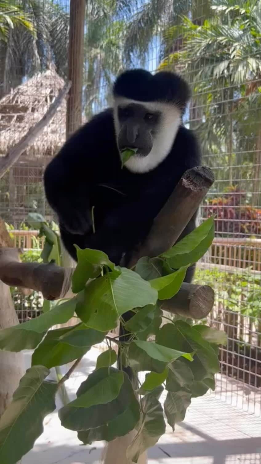 Zoological Wildlife Foundationのインスタグラム：「Phillip our Black-and-white colobus monkey enjoying morning enrichment w a side of snack. 🍃   📸 @cynner908   Join us today by booking your tour 📞 (305) 969-3696 or visit ZWFMiami.Com.」